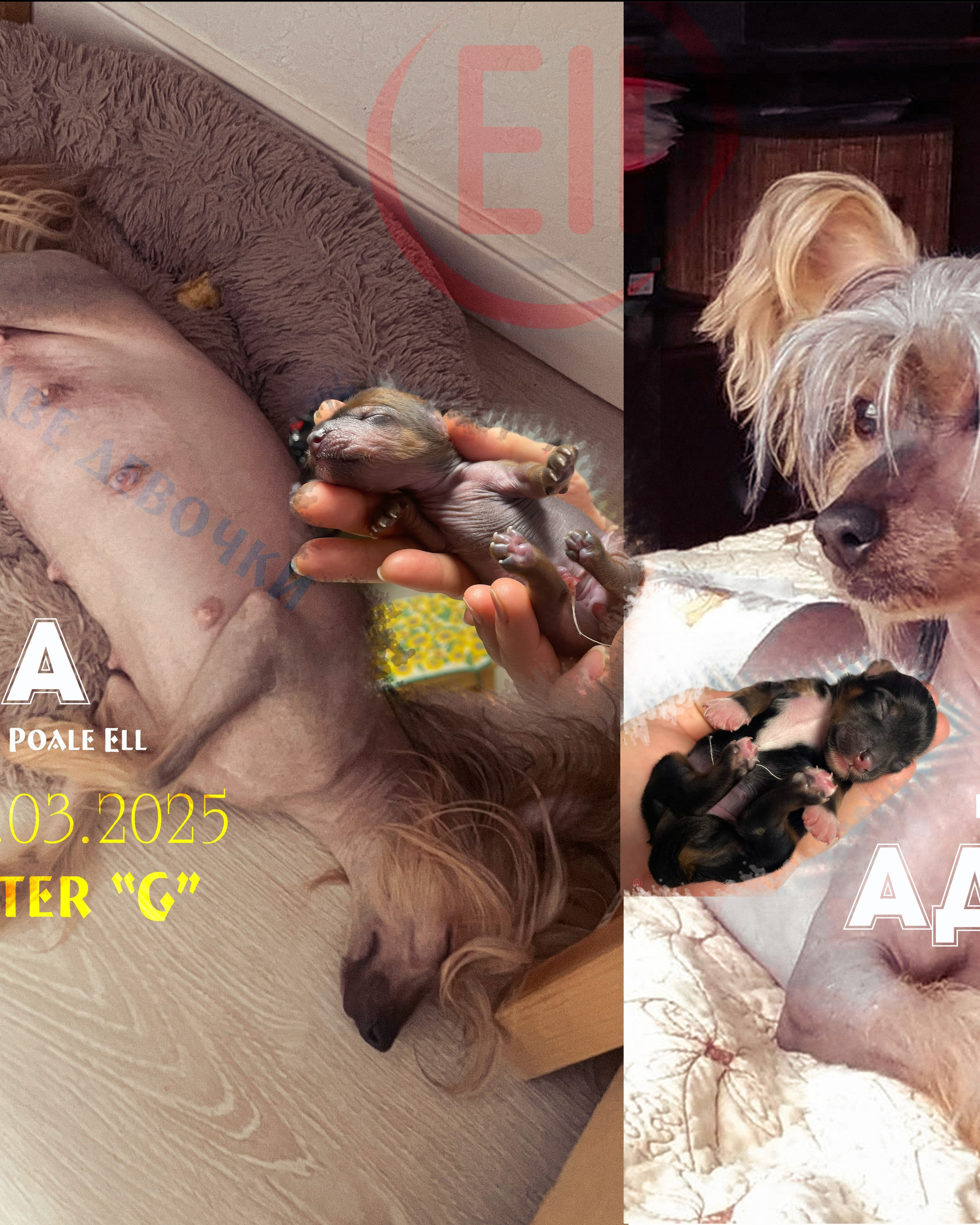Litter G&nbsp;| 03/14/2025