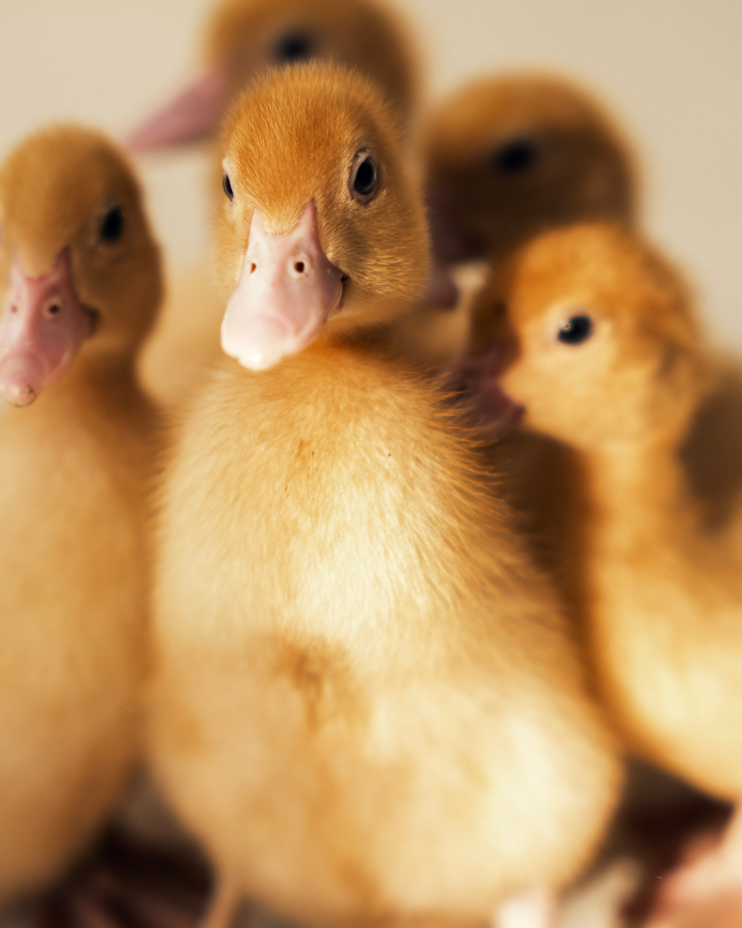 Немного Утят