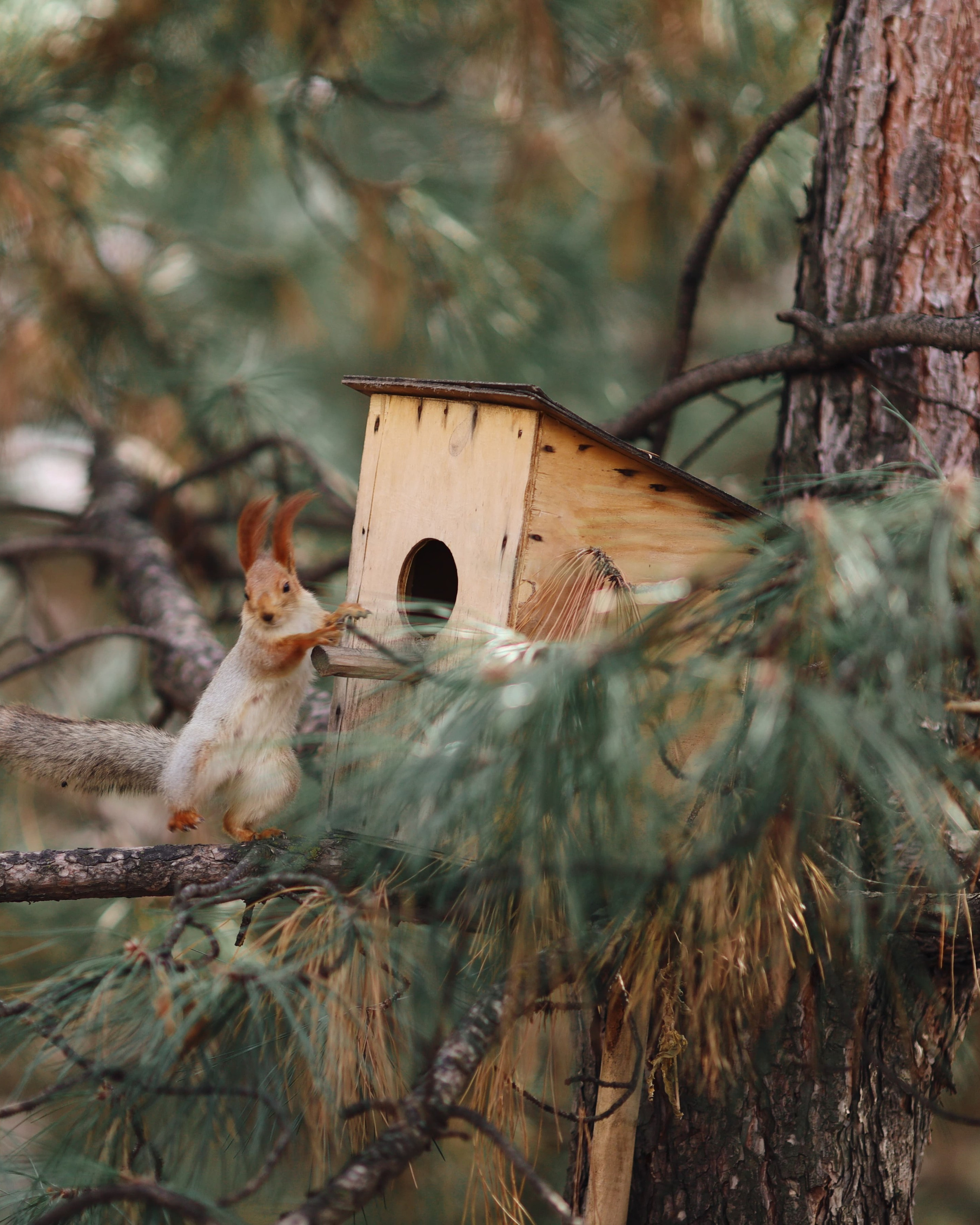 Фотосессия | Рыжая