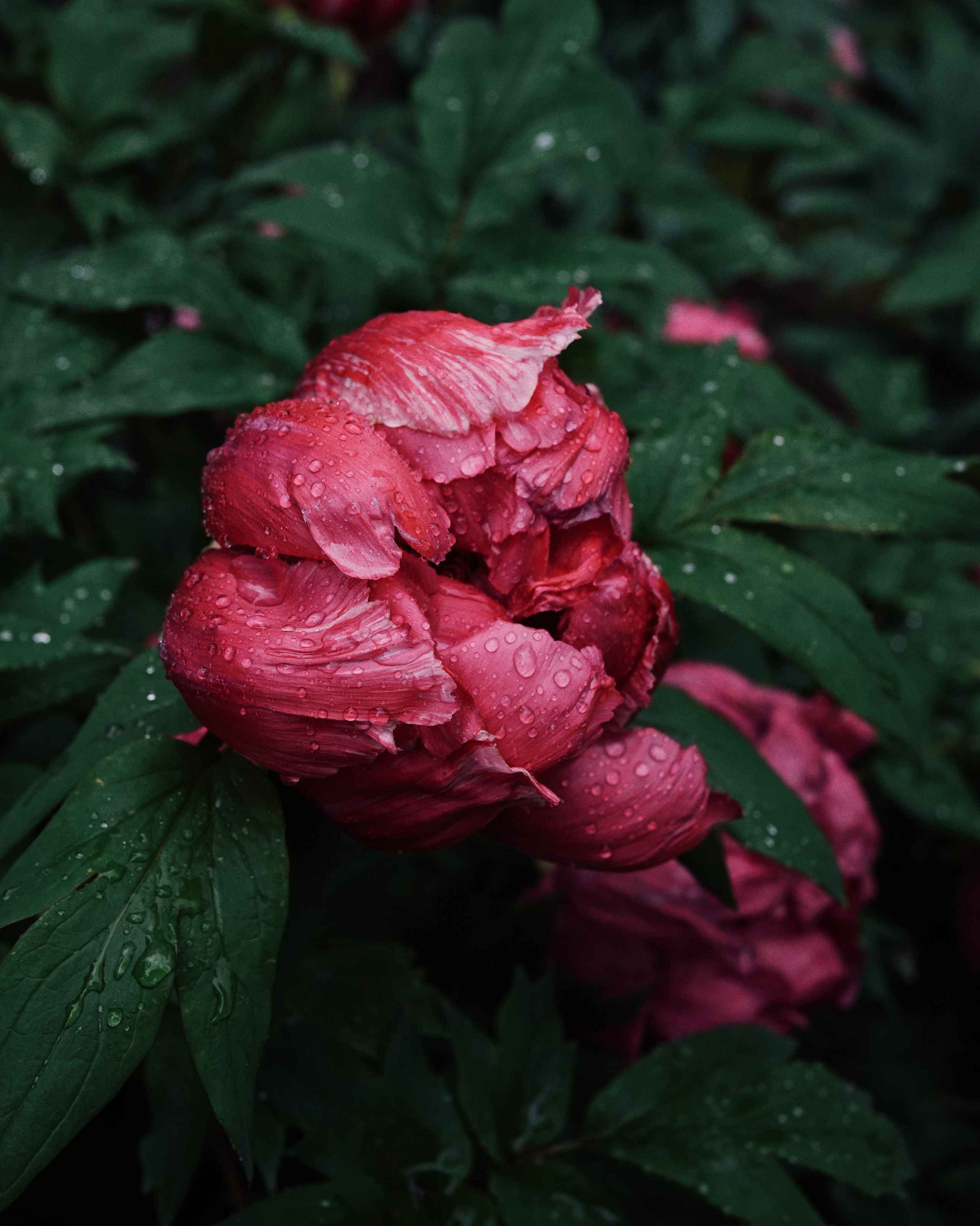 botanical garden cards