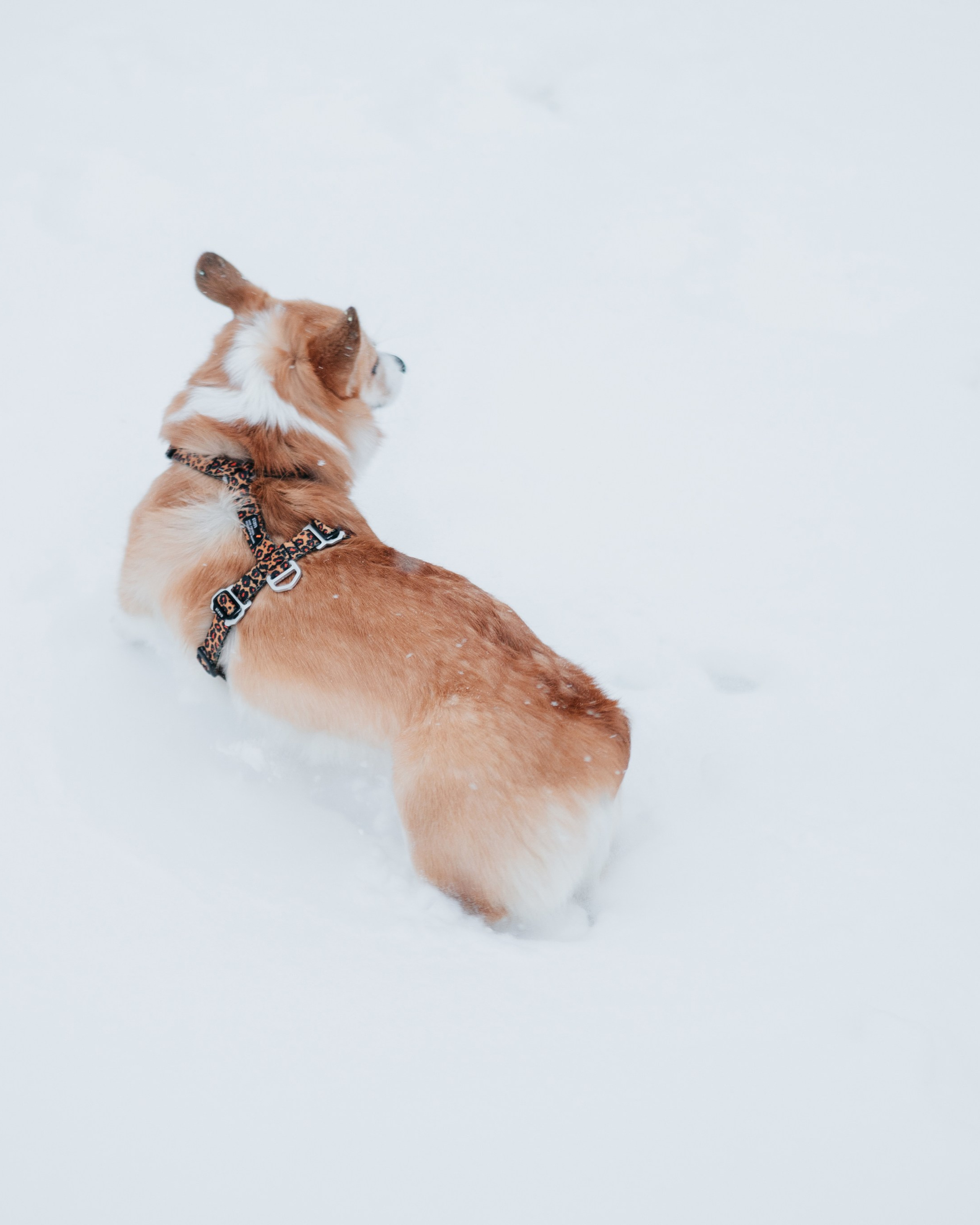 Лена, Лиза и Мия