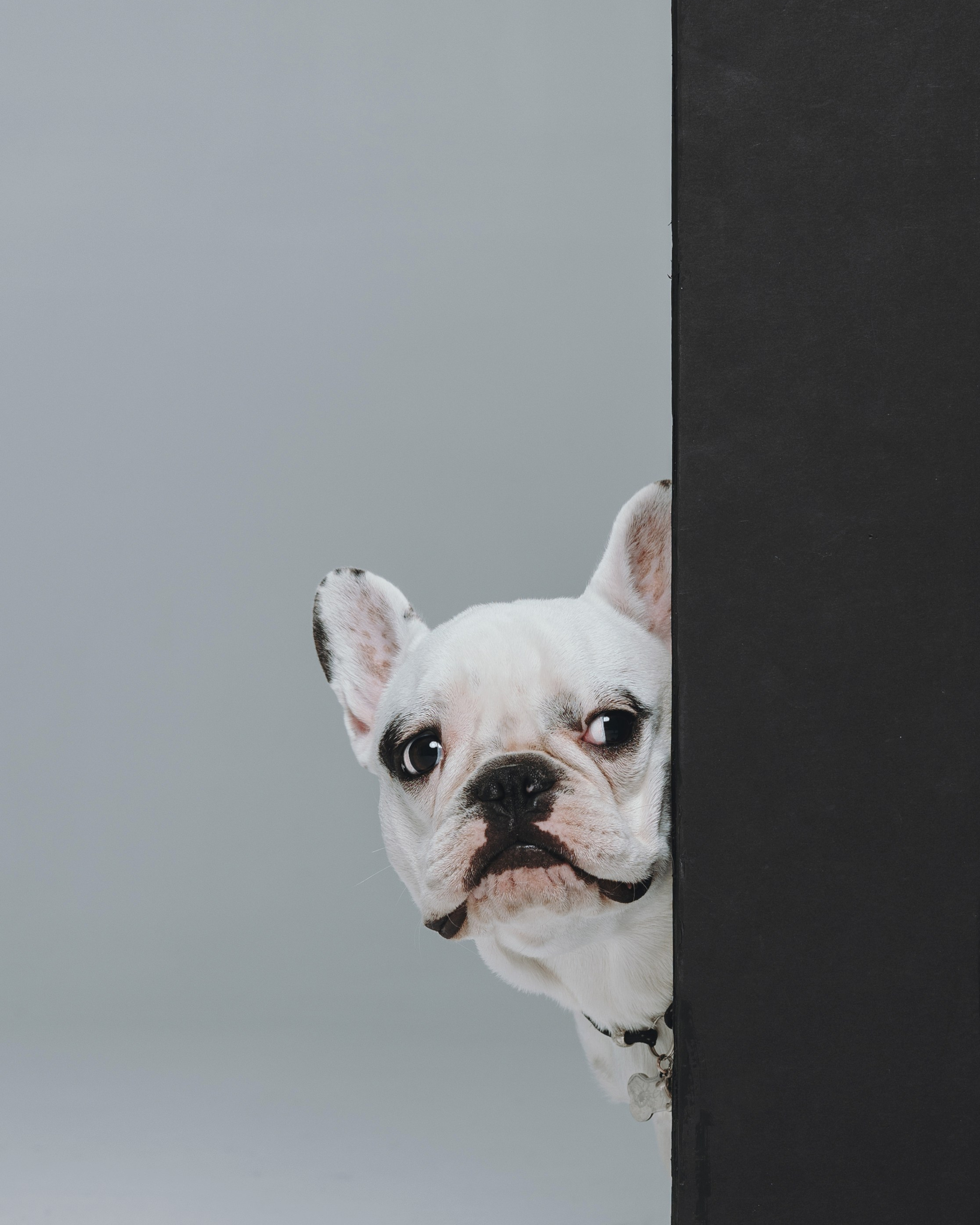 Елена, Дмитрий, Джем и Зефир