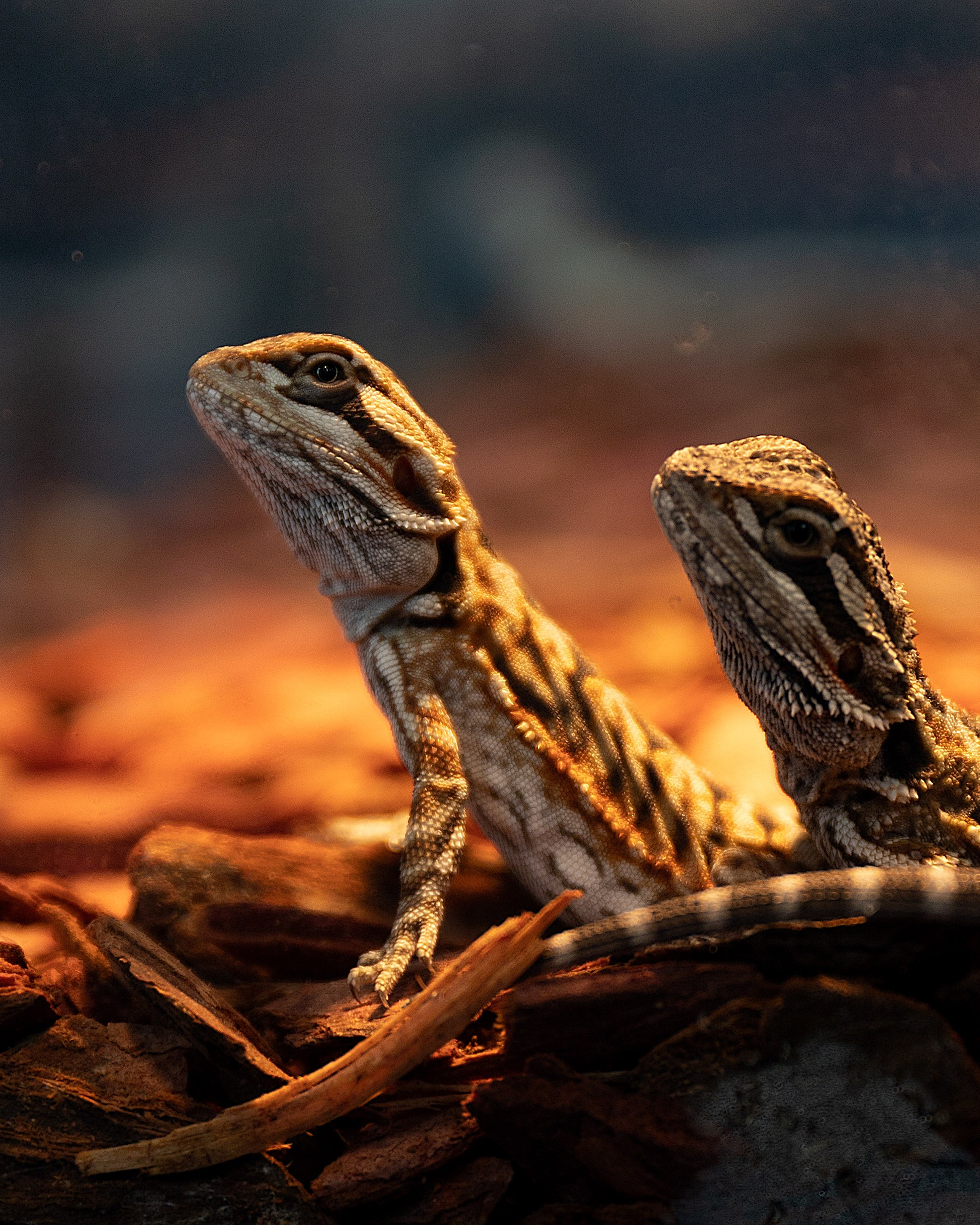 Анималистика