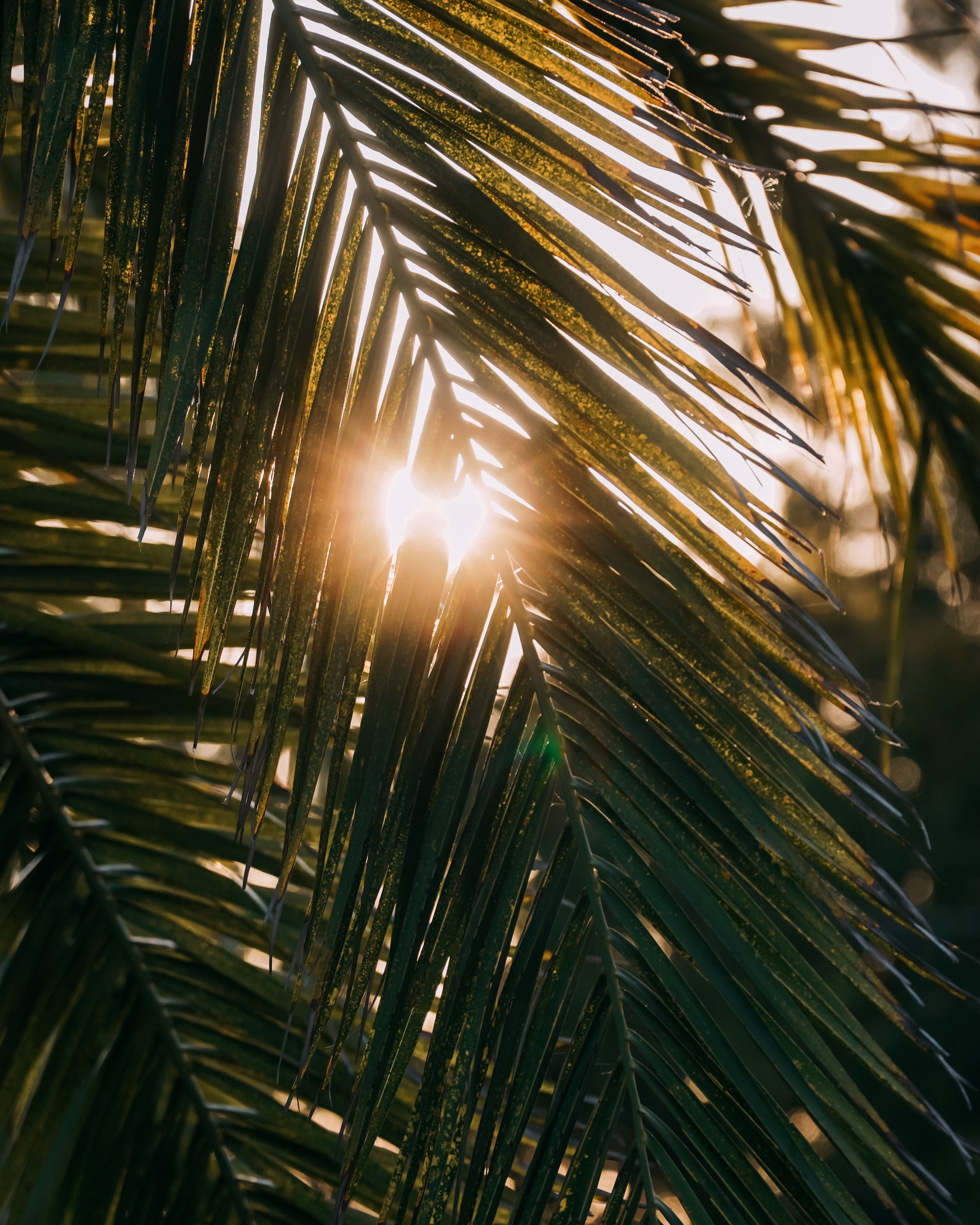 Йога Тур АБХАЗИЯ