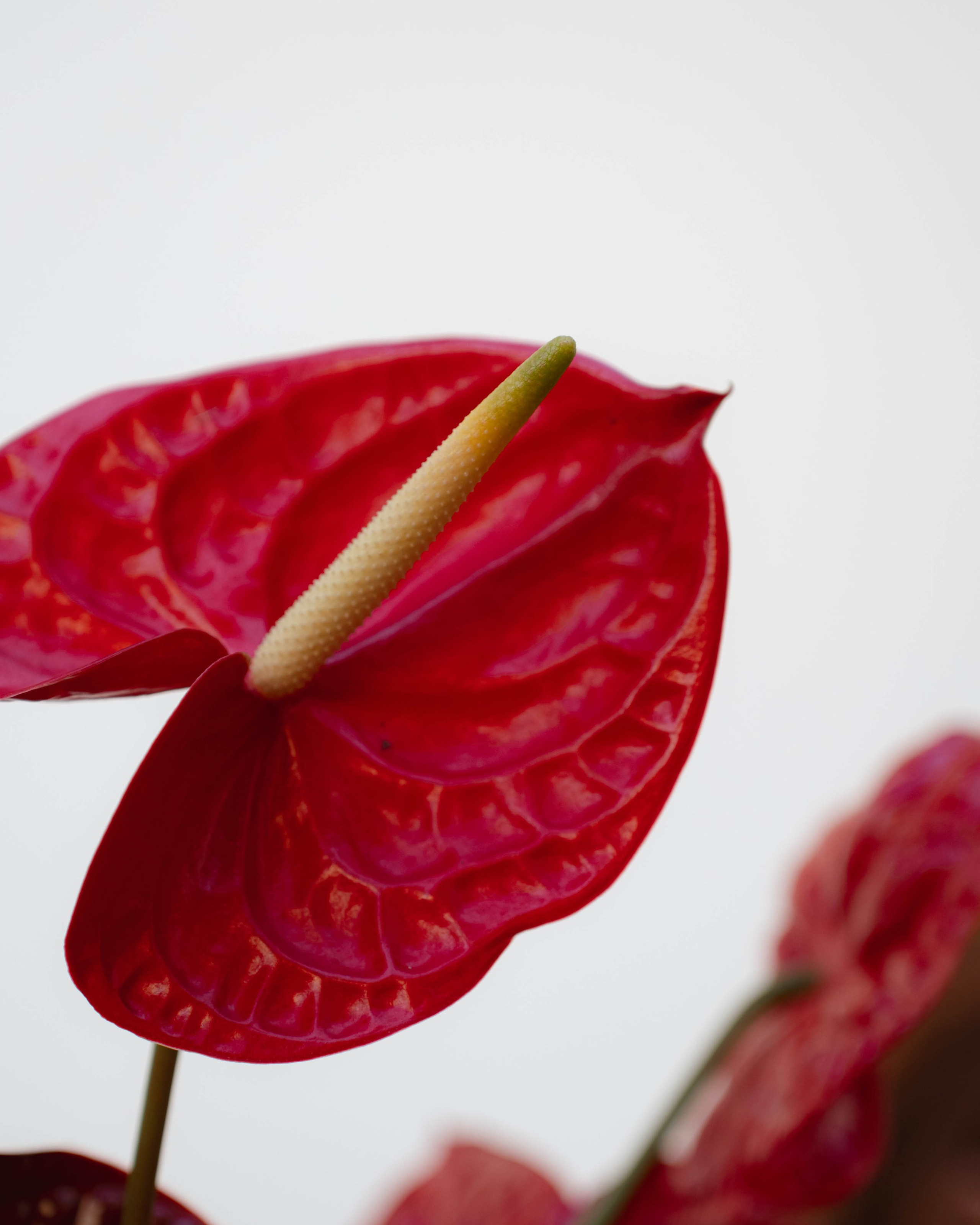 MIN SIN x Surf Coffee