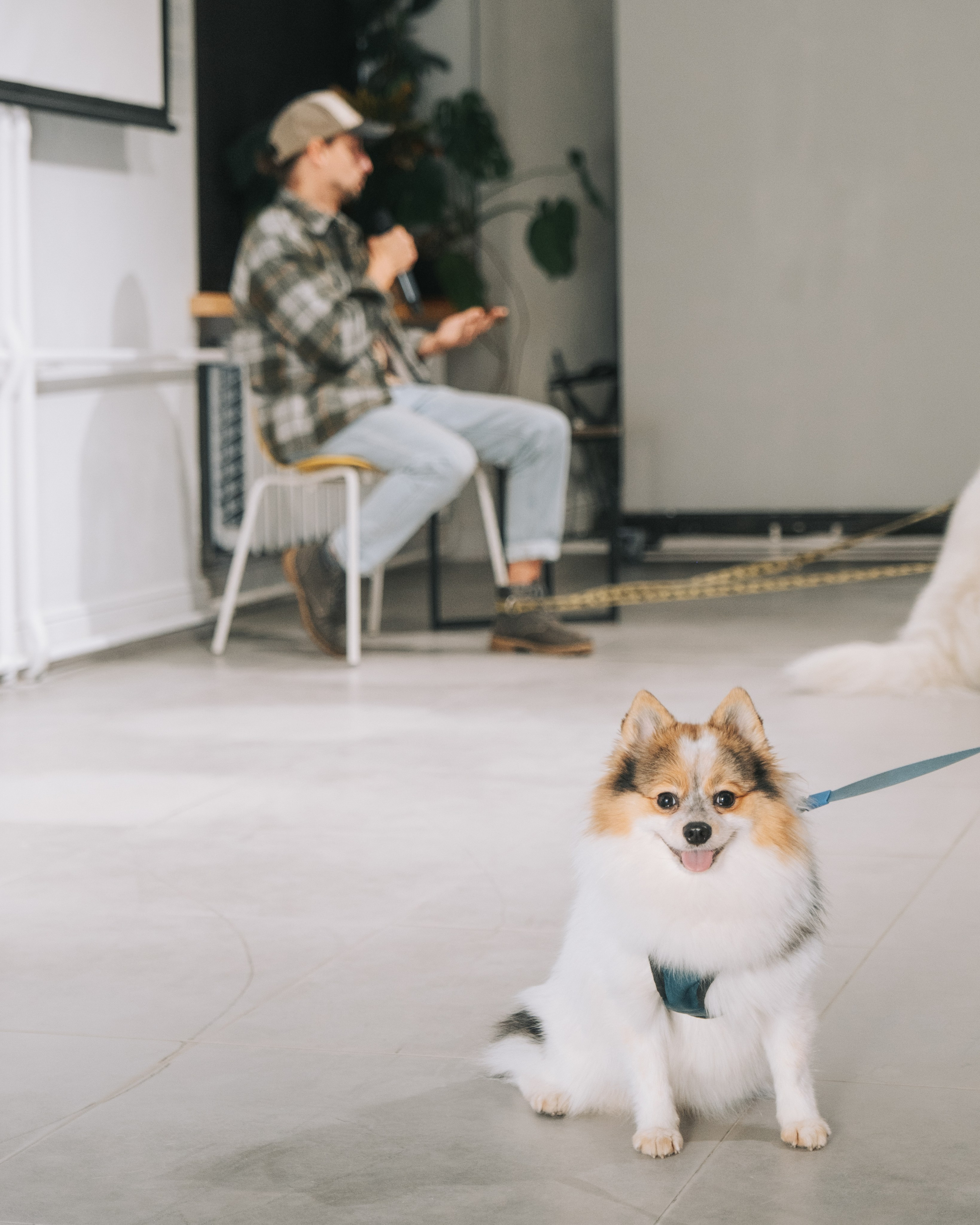 ПЕТ-БРАНЧ («РЕЛЬСЫ» Х «4 ЛАПЫ»)