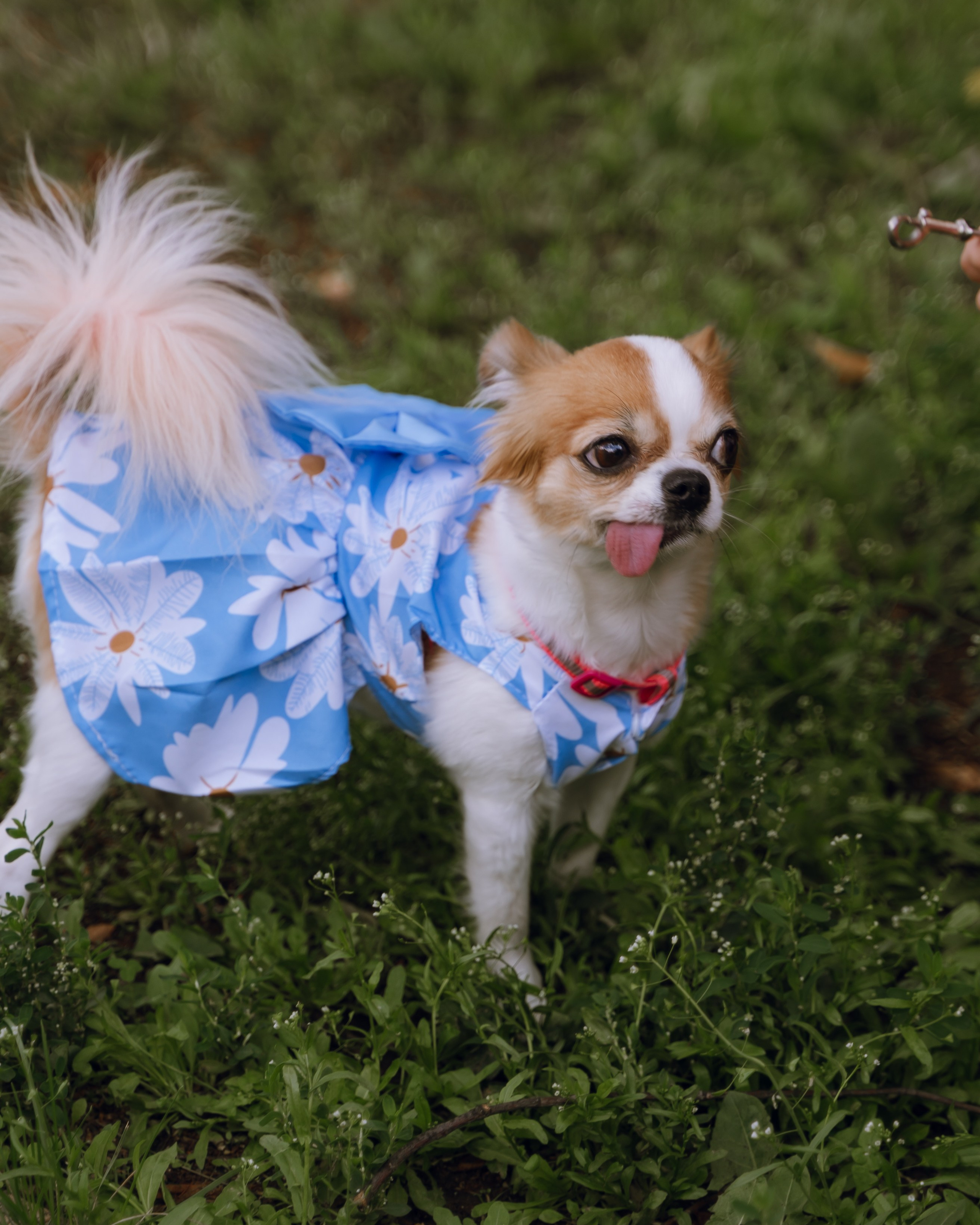 Площадка фестиваля «Мампус и его друзья» в Лесопарке 2025