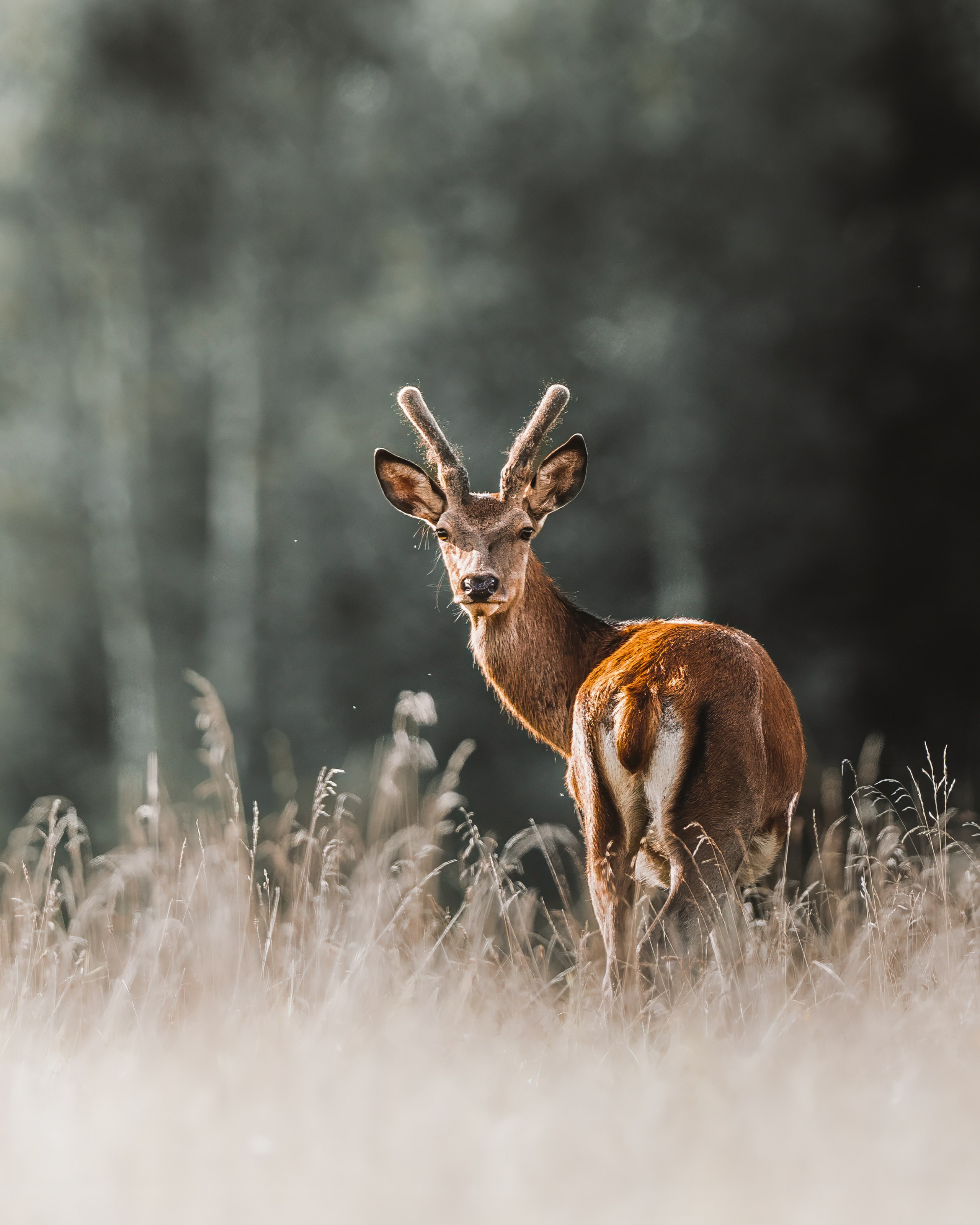 Wild Russia