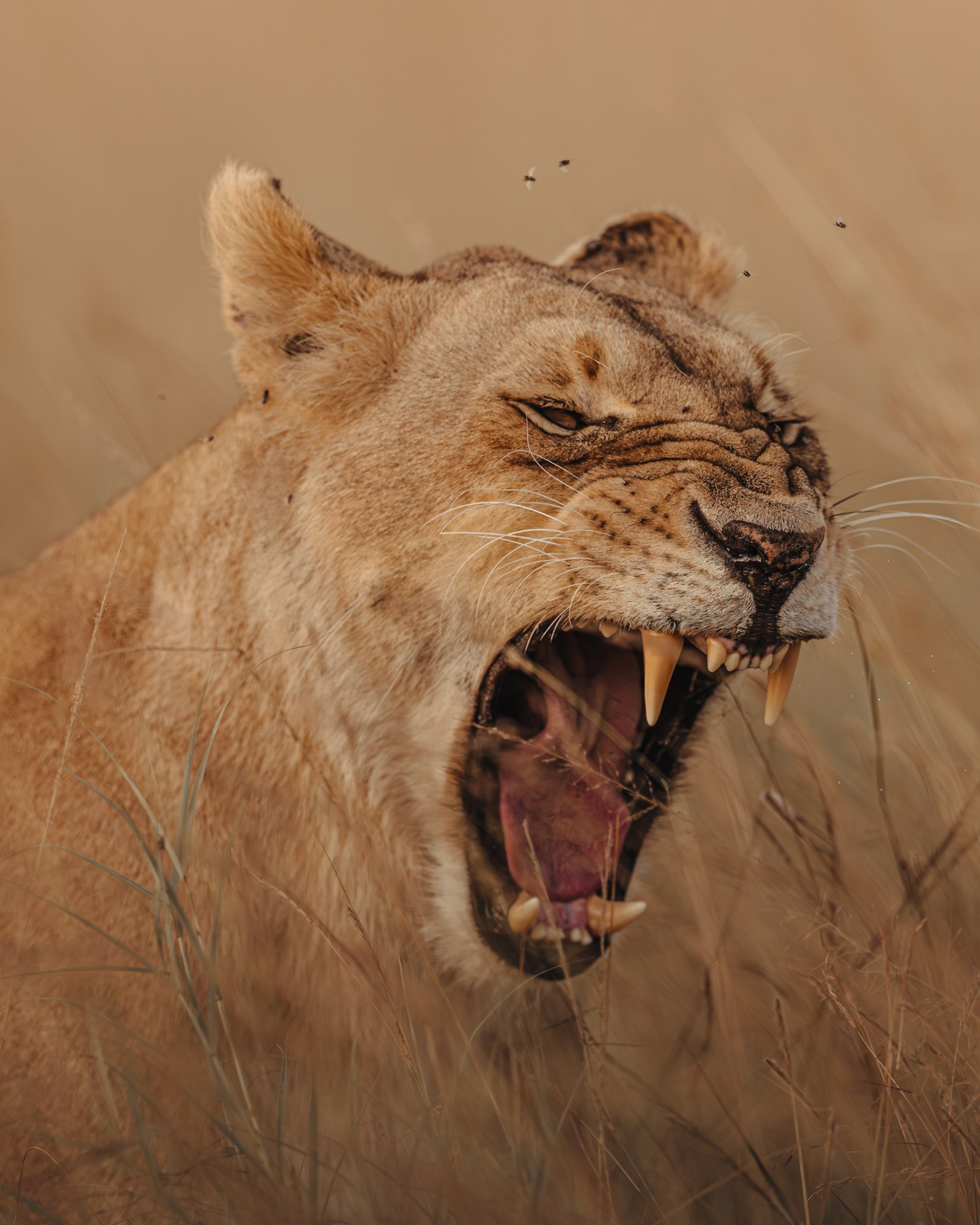 Wild Africa.