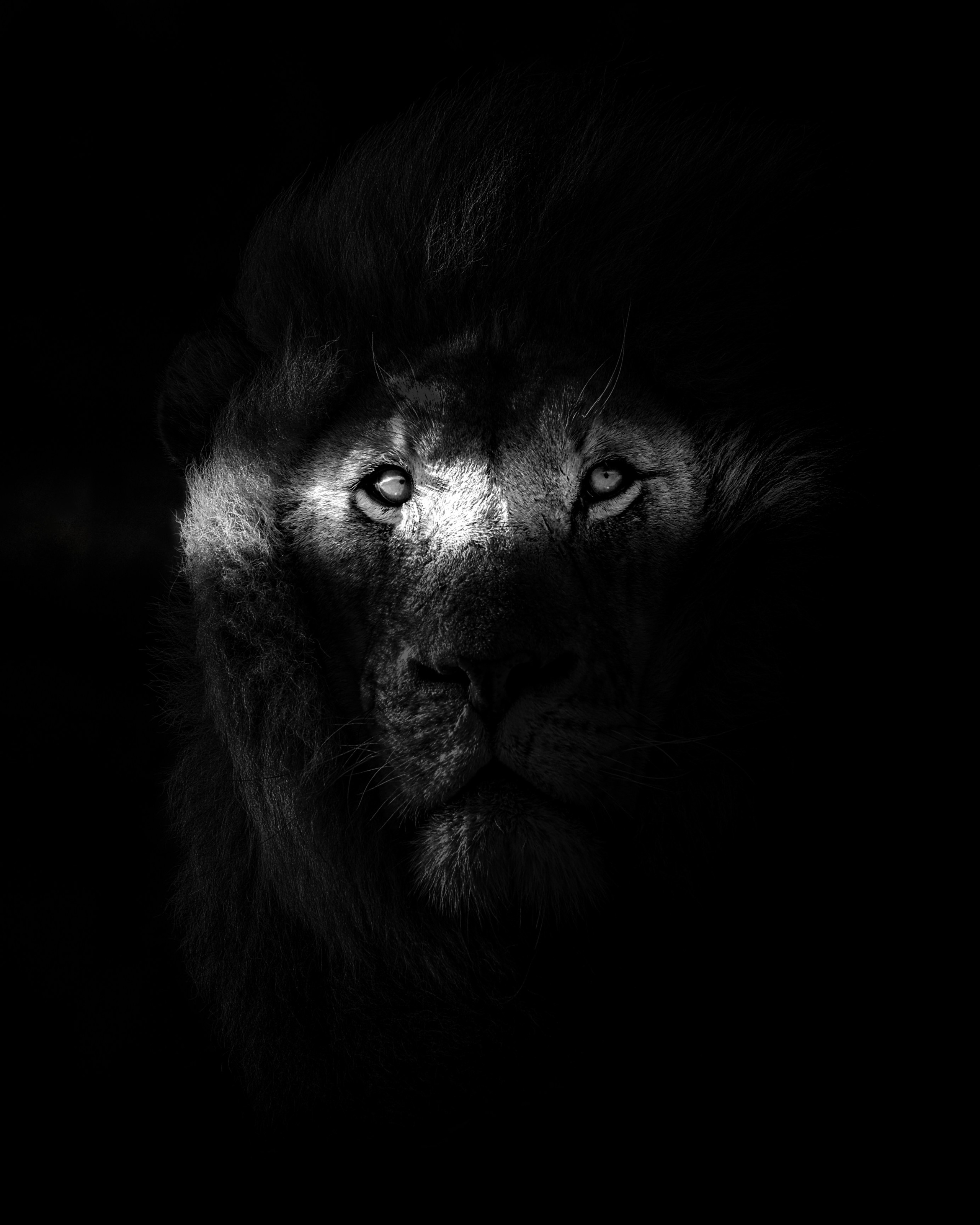 Wildlife in black and white.