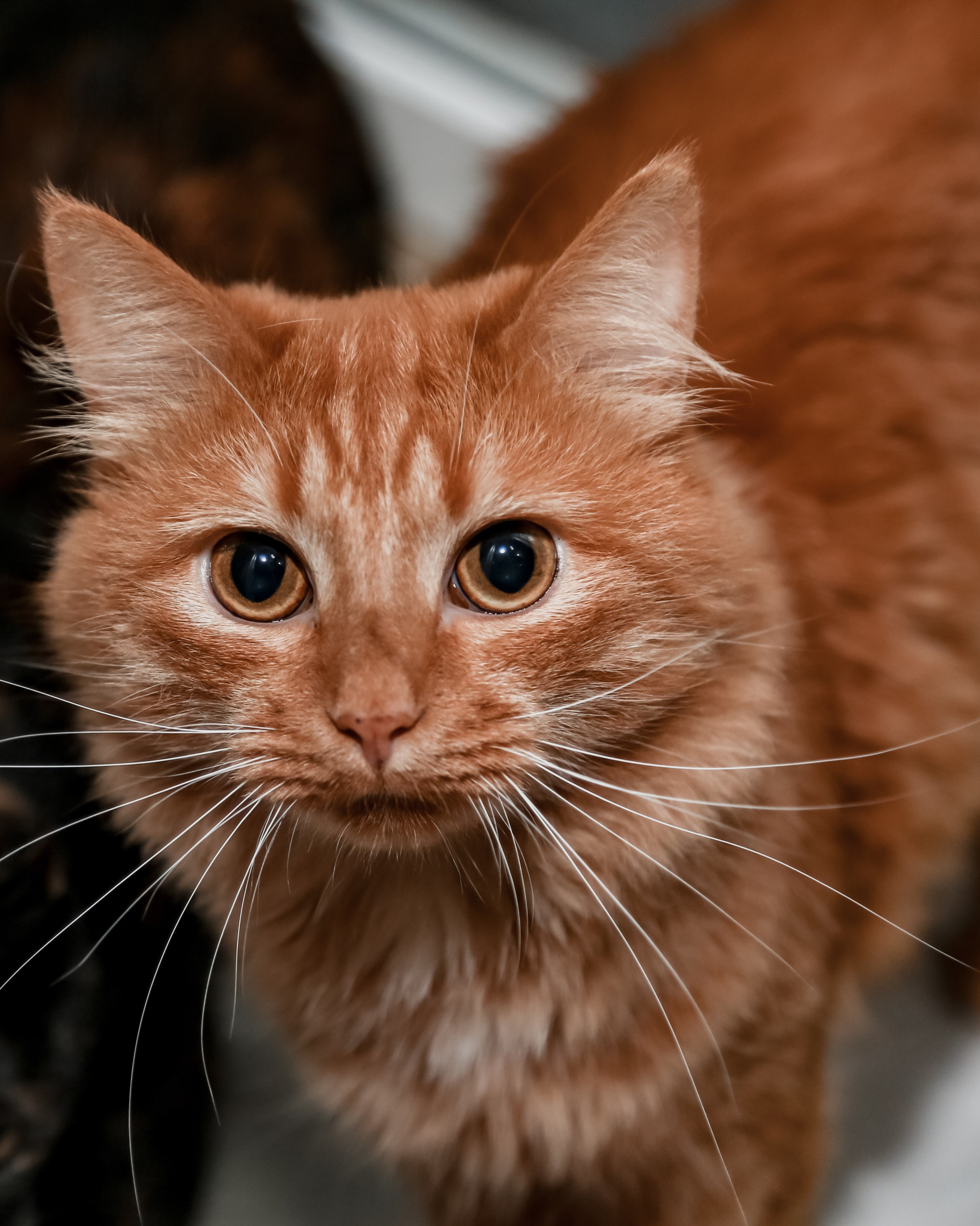 Приют Кошкин Дом Филимоша