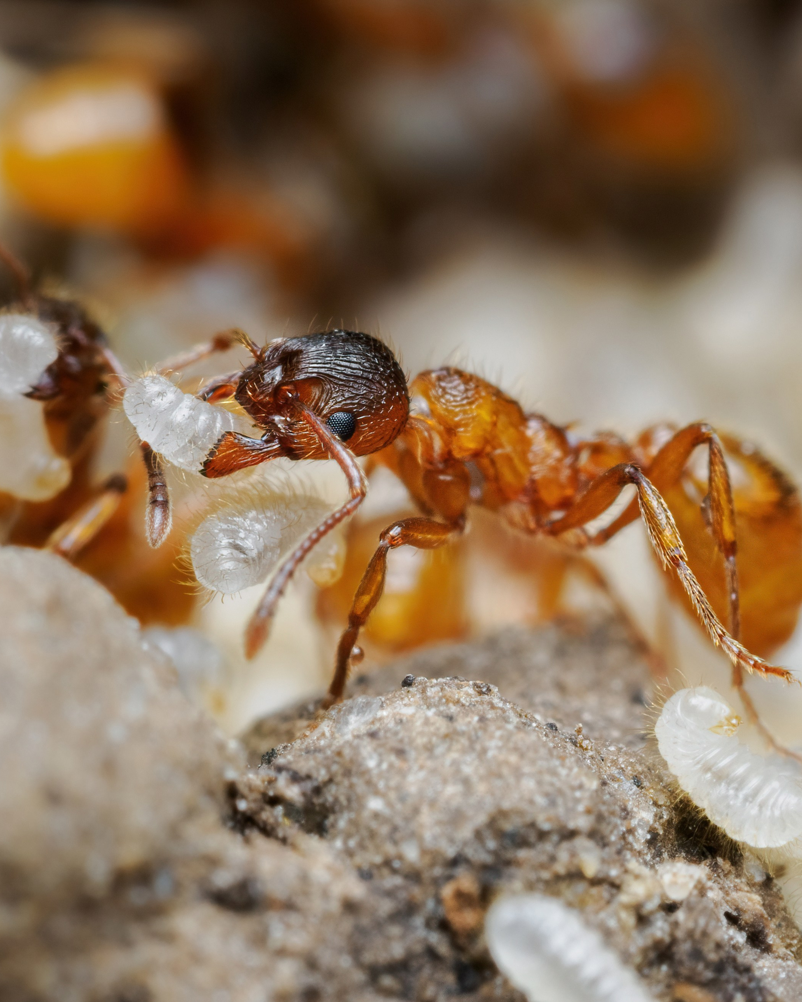 Поведение в среде обитания