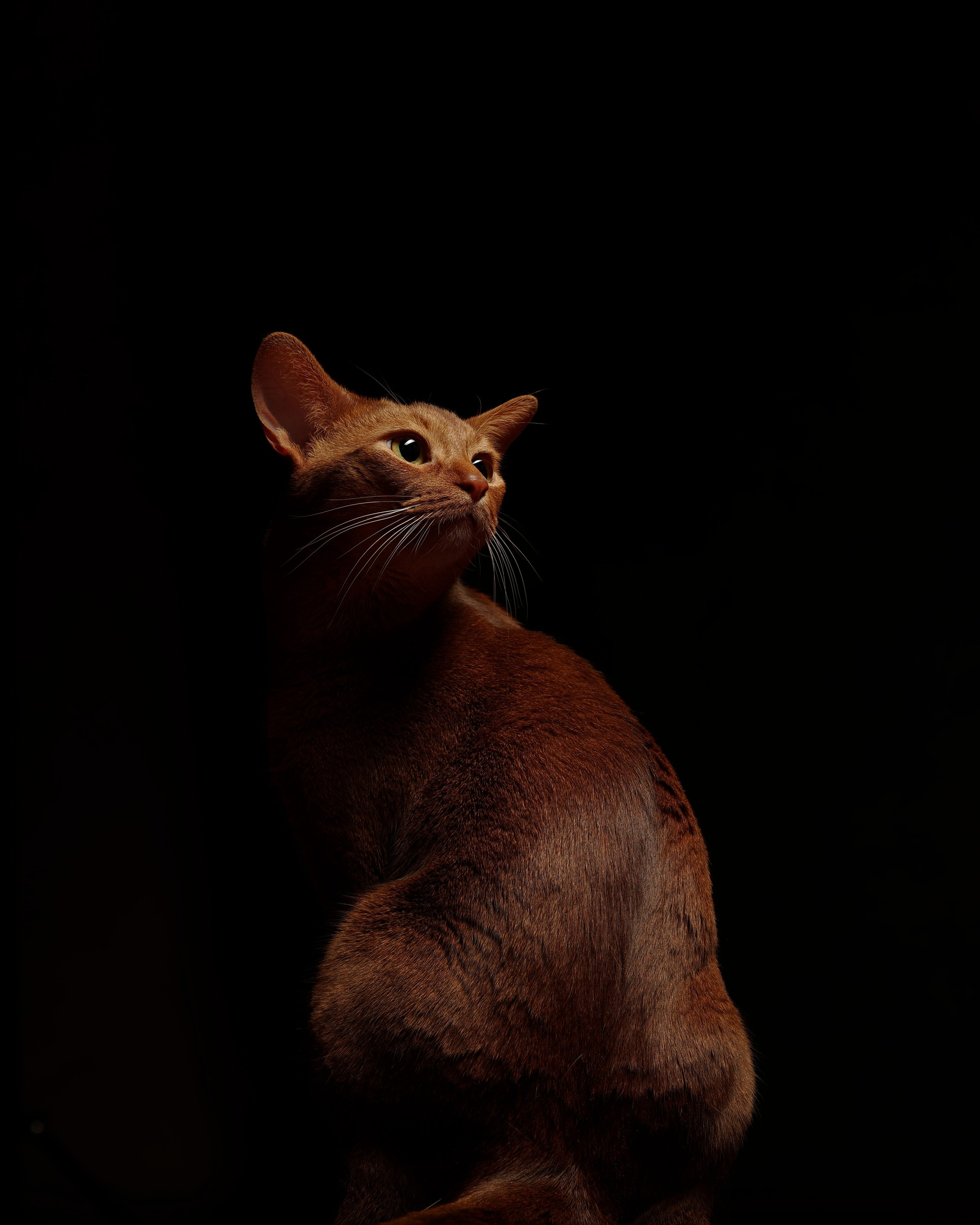 Съёмка домашних питомцев