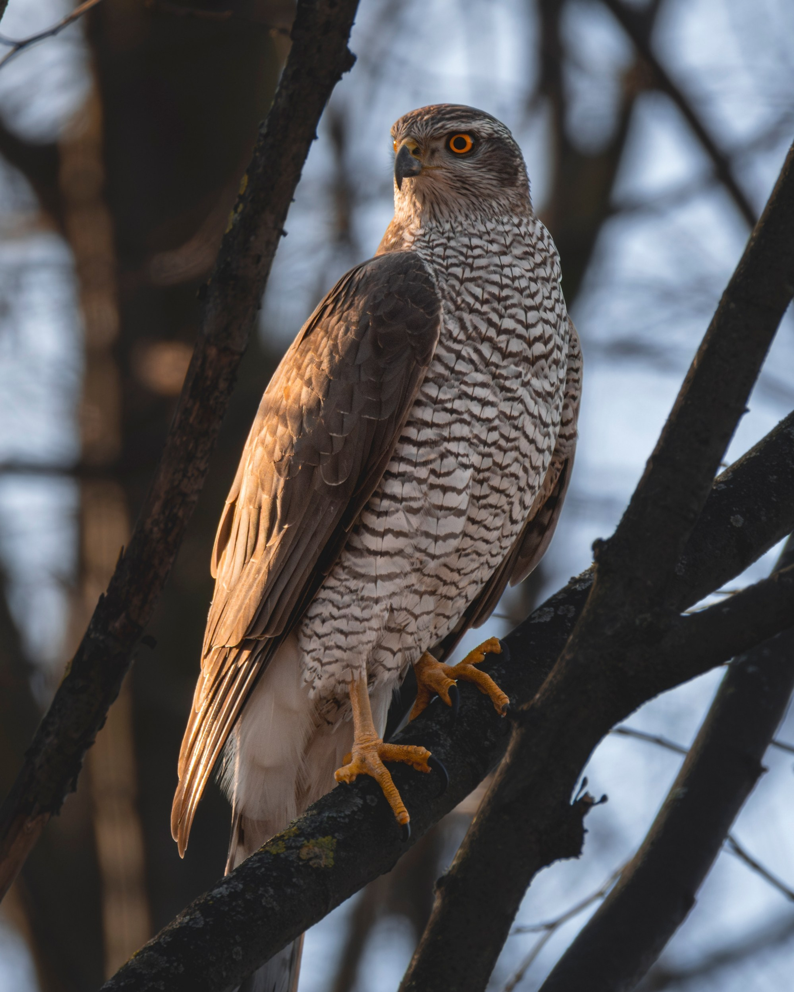 Ястреб тетеревятник