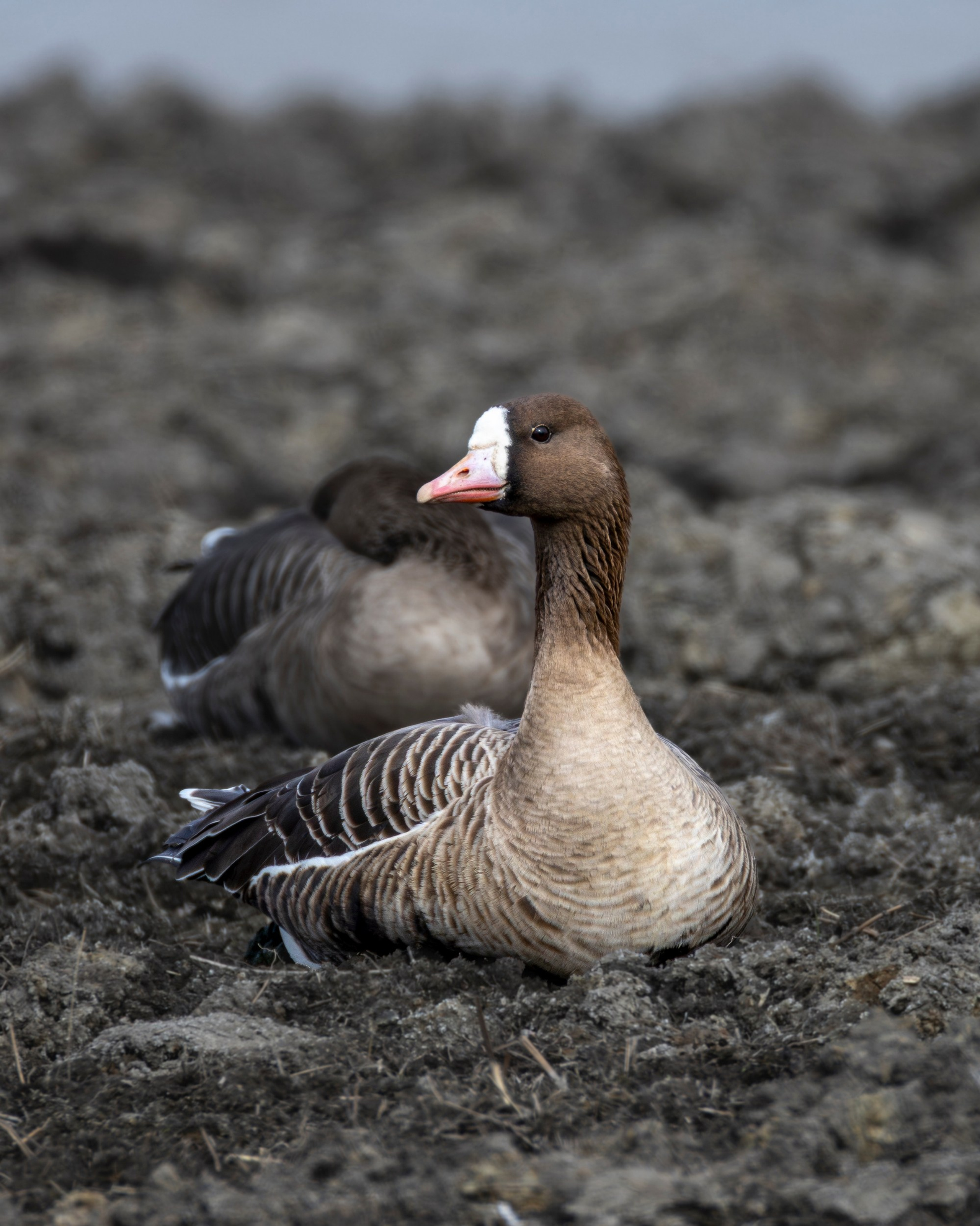 Белолобые гуси
