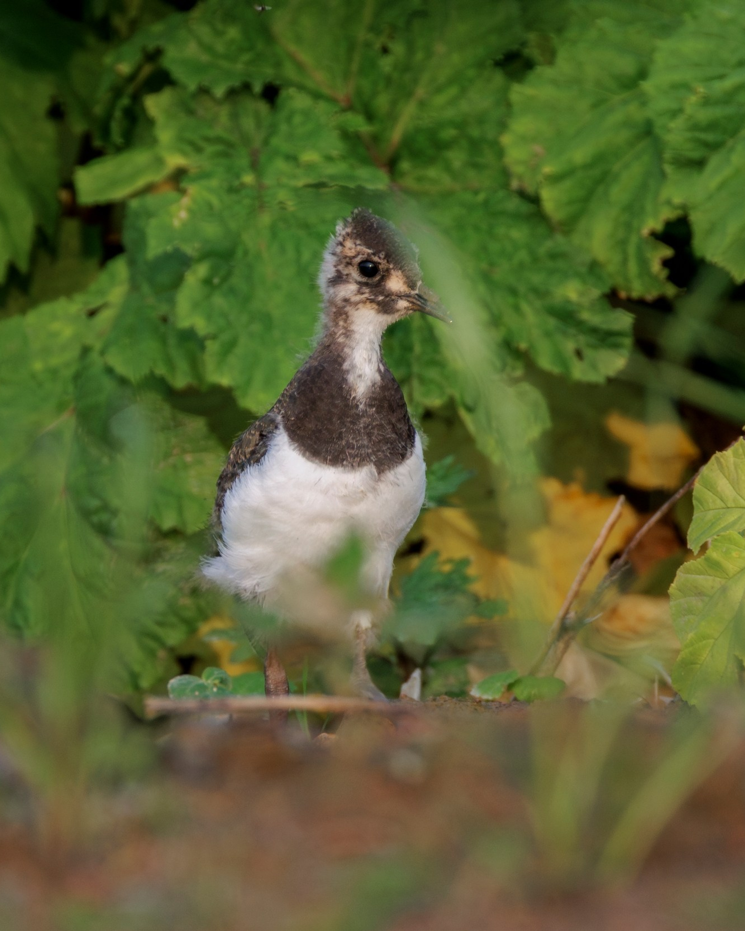 Птенцы чибиса