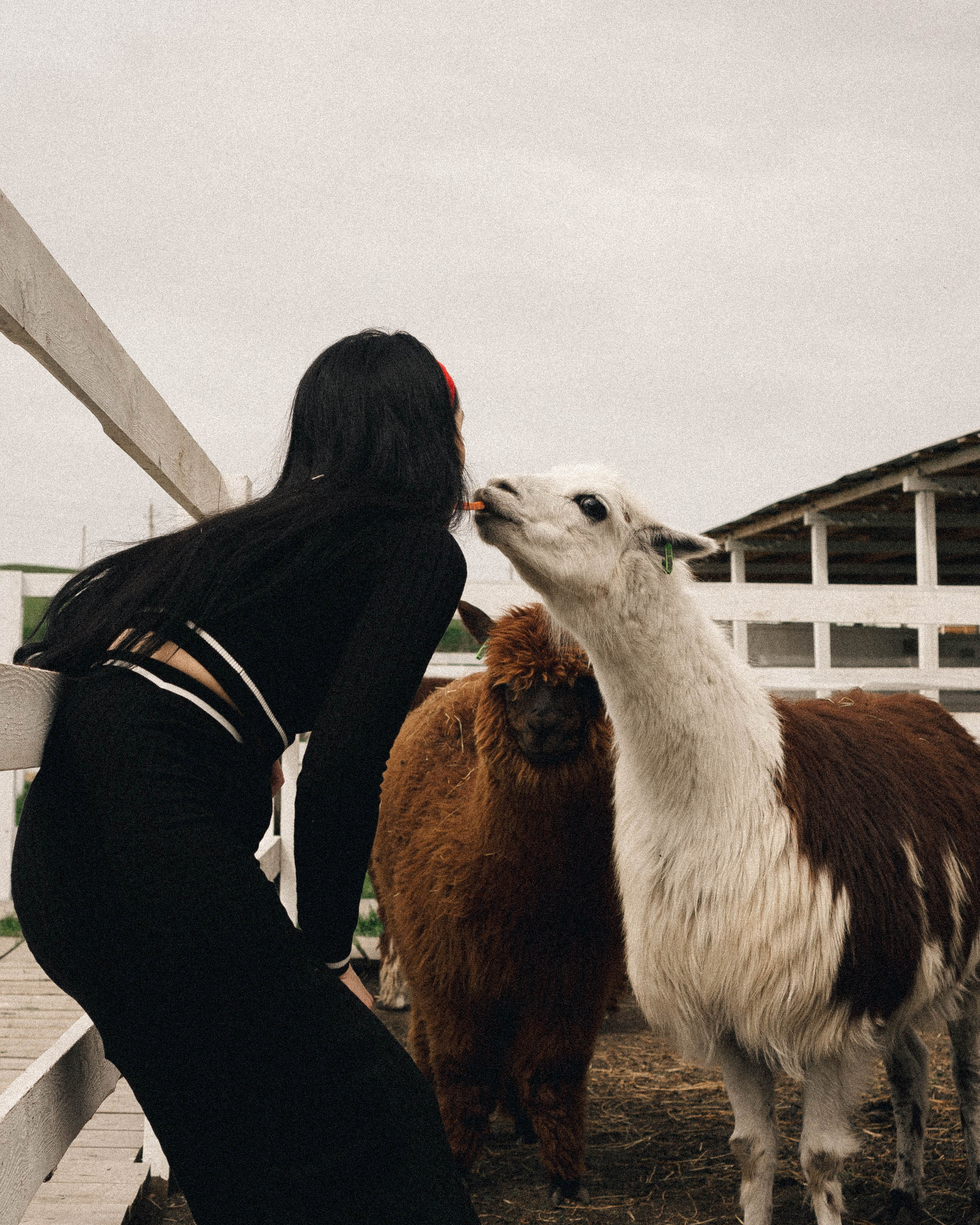 ферма Альпак