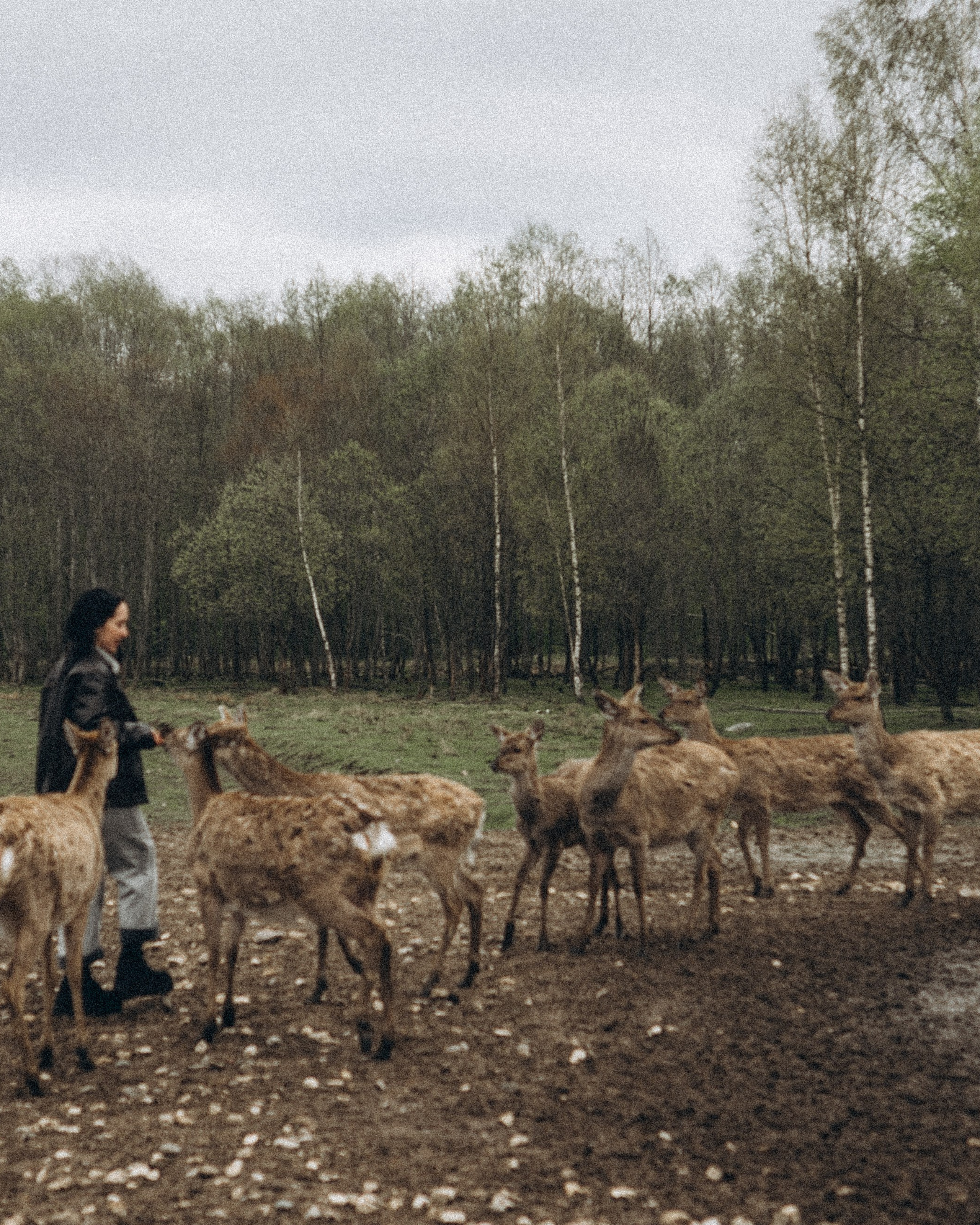 ОЛЕНЬЯ ФЕРМА В&nbsp;ТВЕРИ