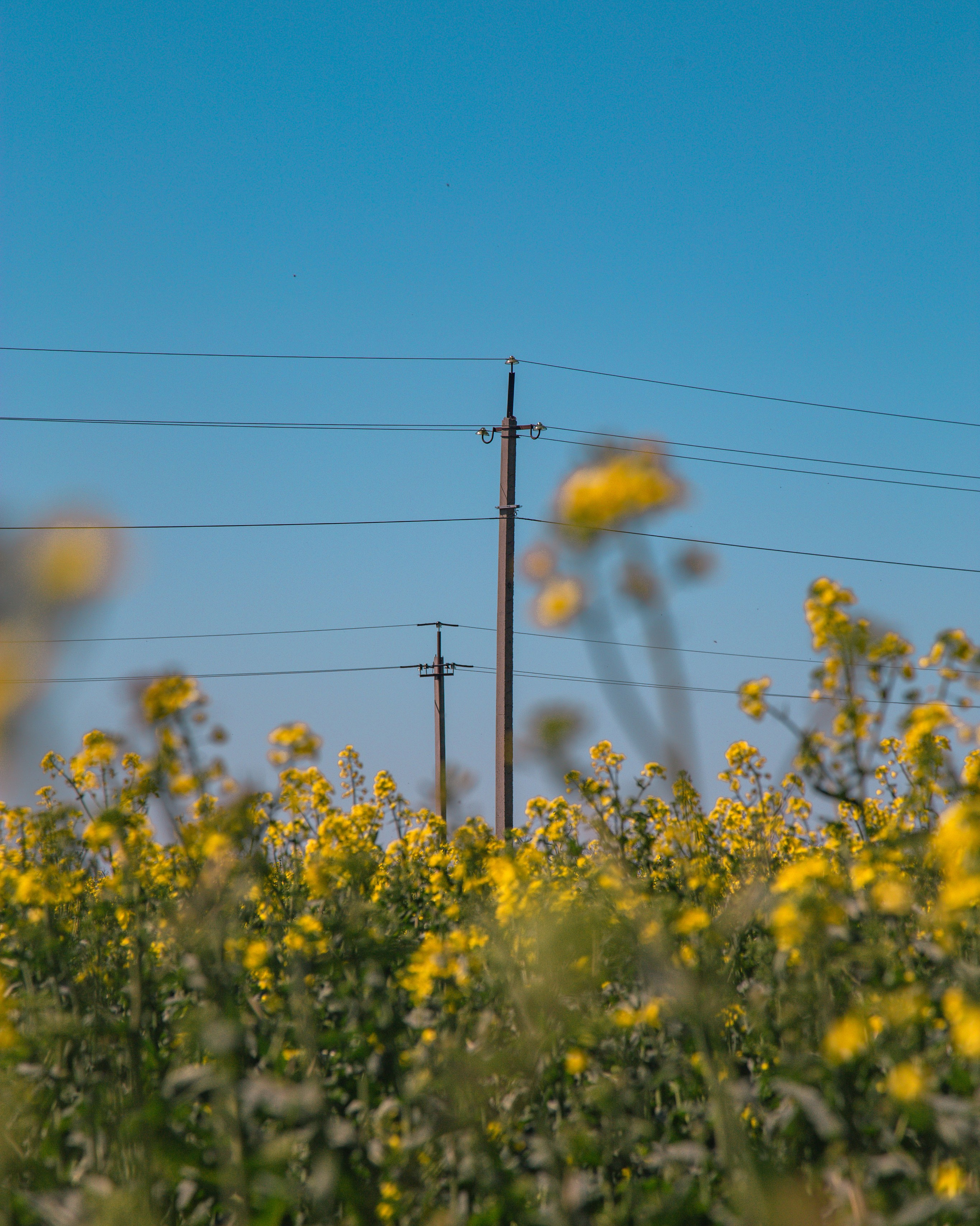 Рапсовые поля
