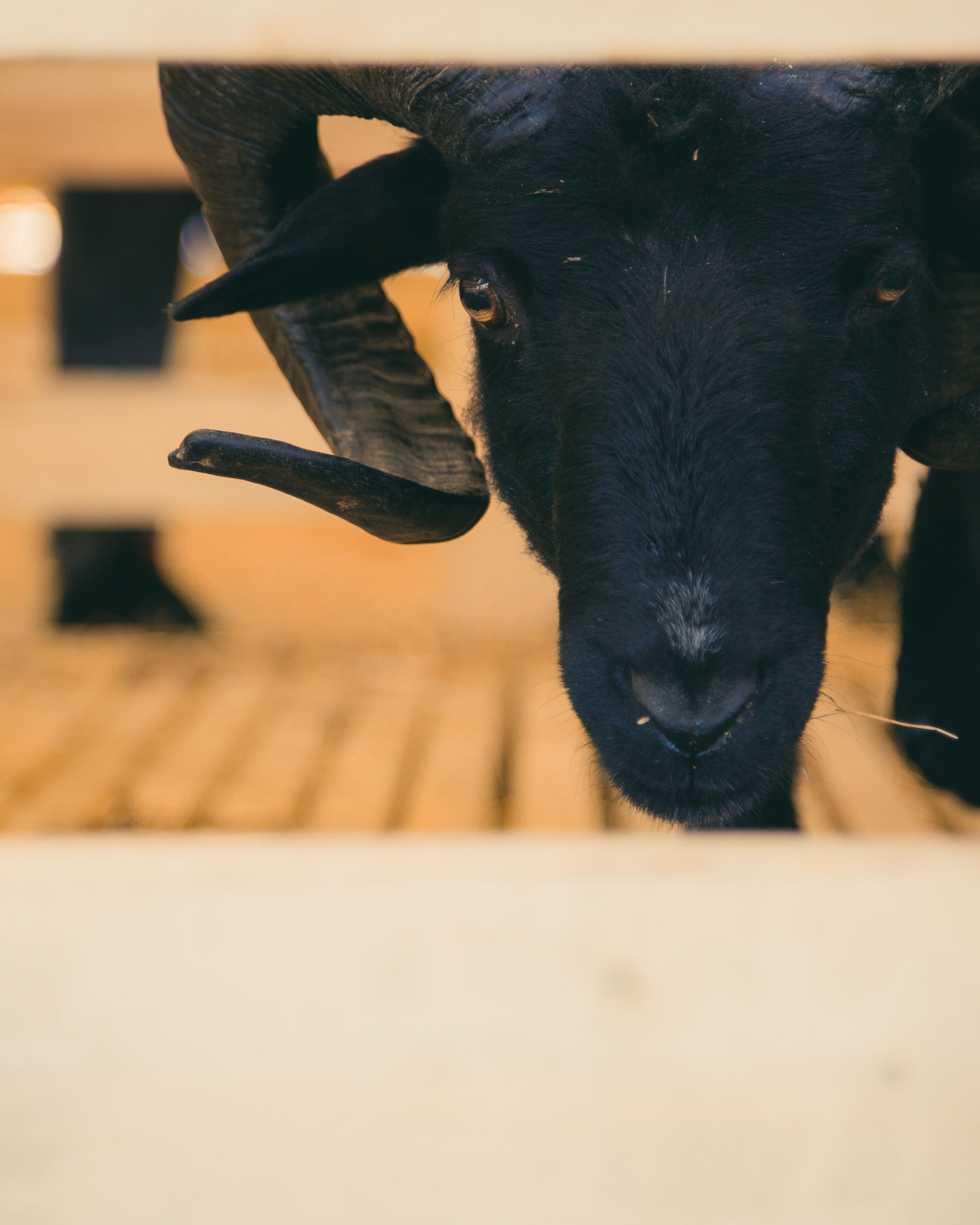 Овцы и овечки