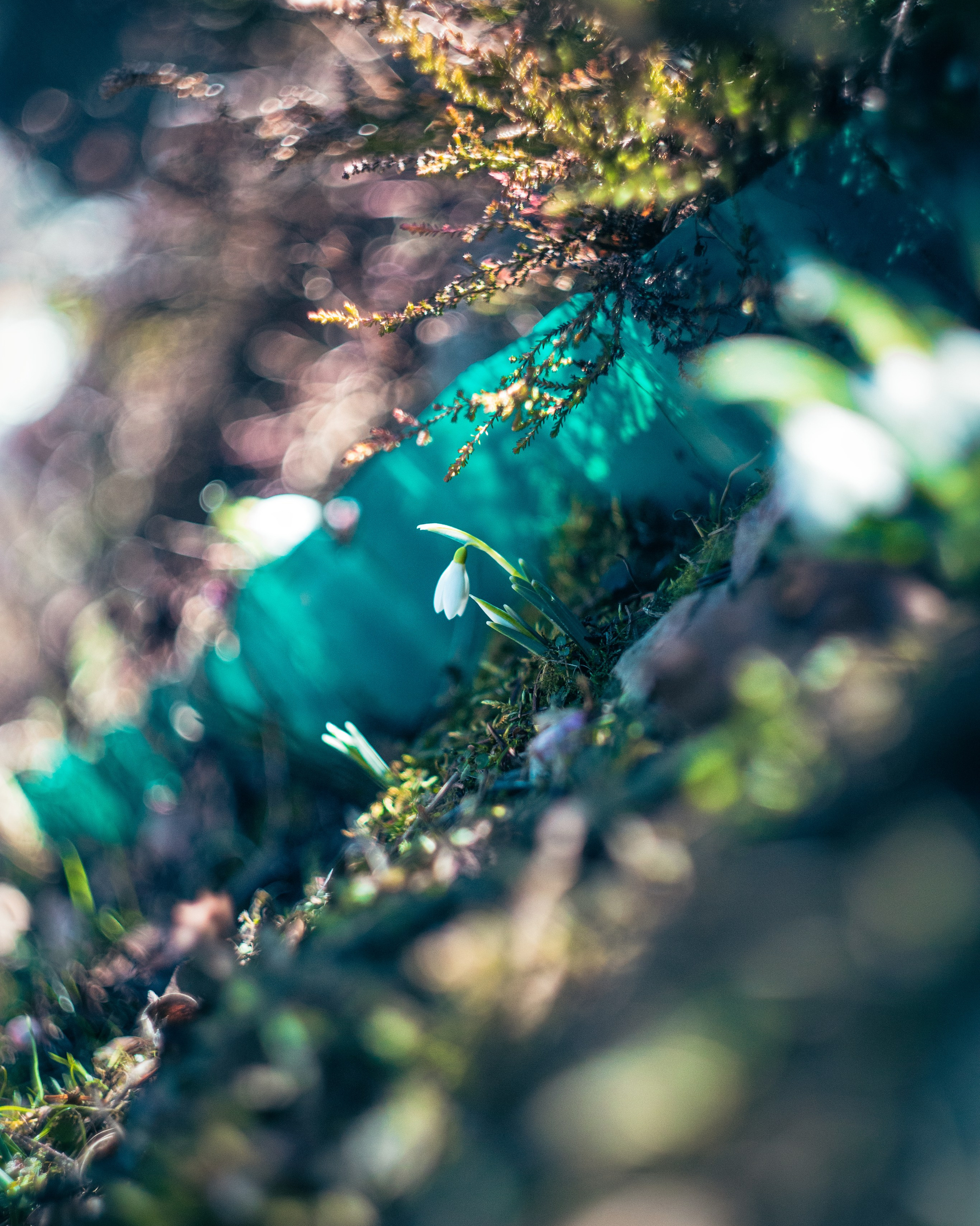 Подснежники