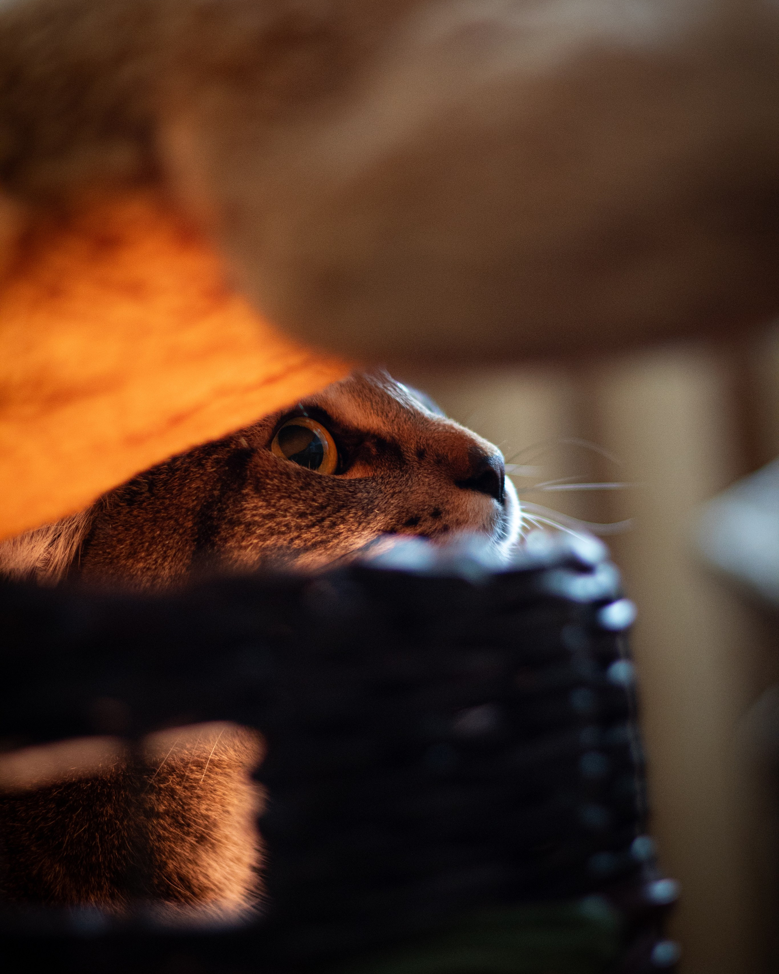 Кот в коробке