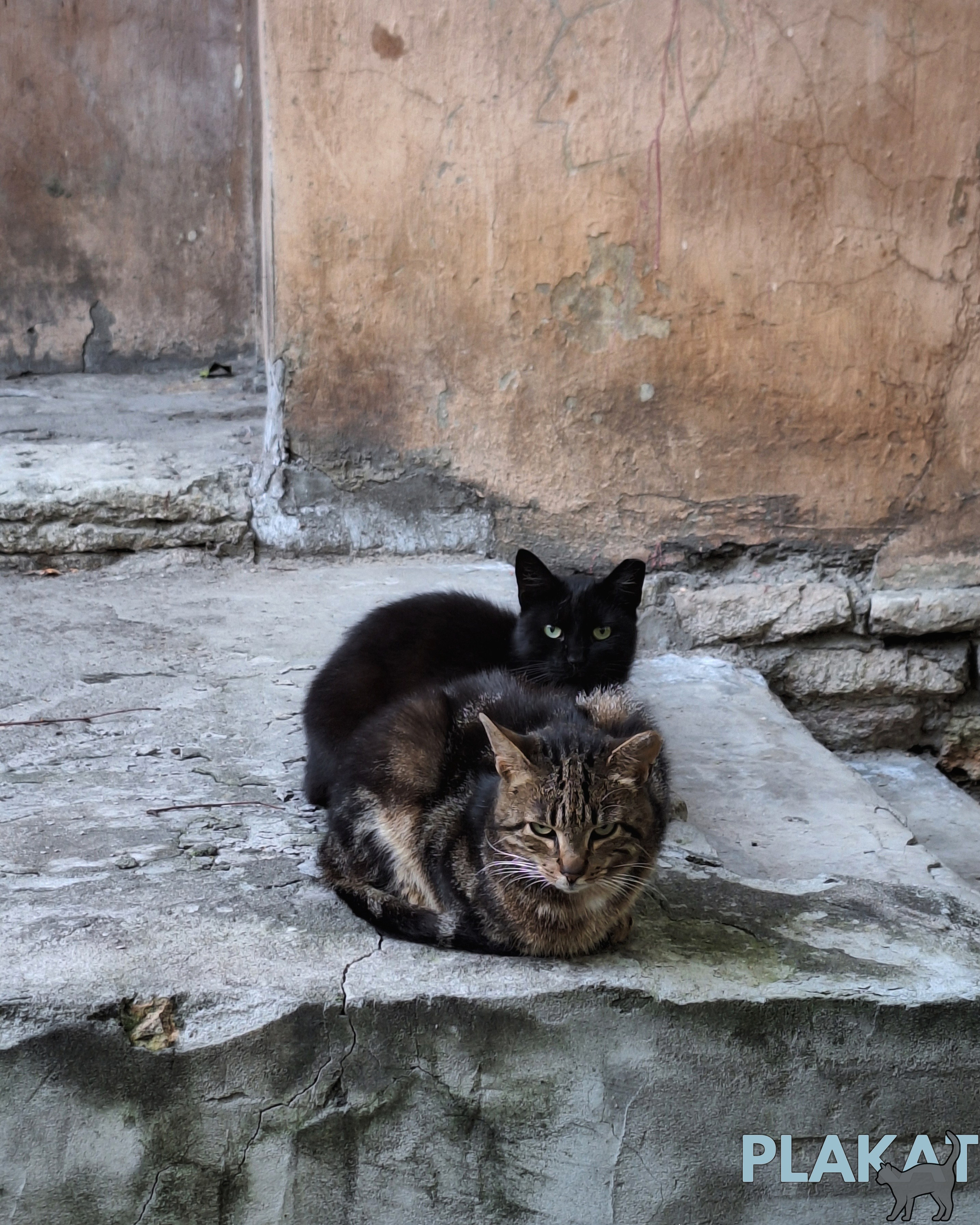 Special for 08/08/2025 /CATS/