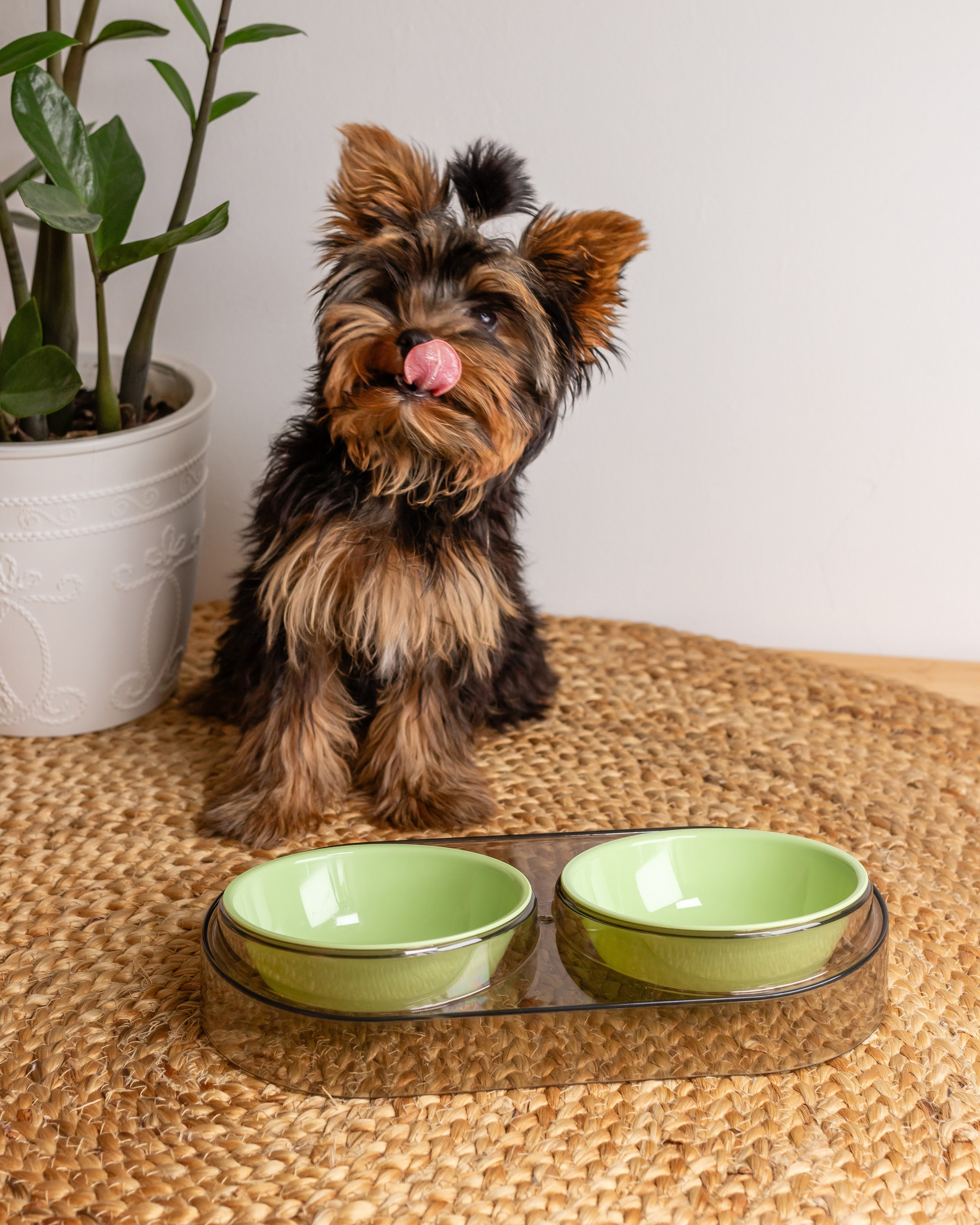 Миска для собаки