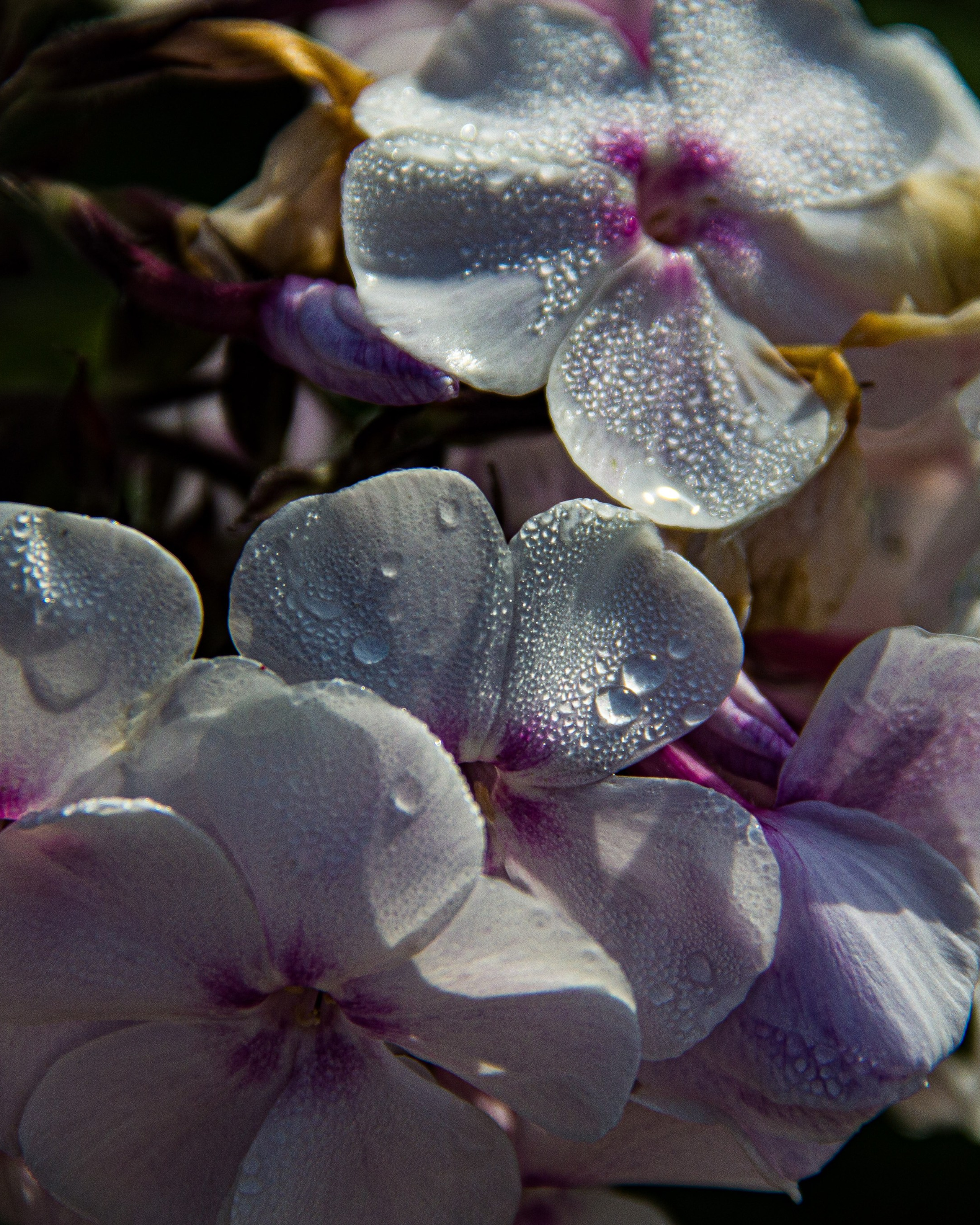 Subject: в саду