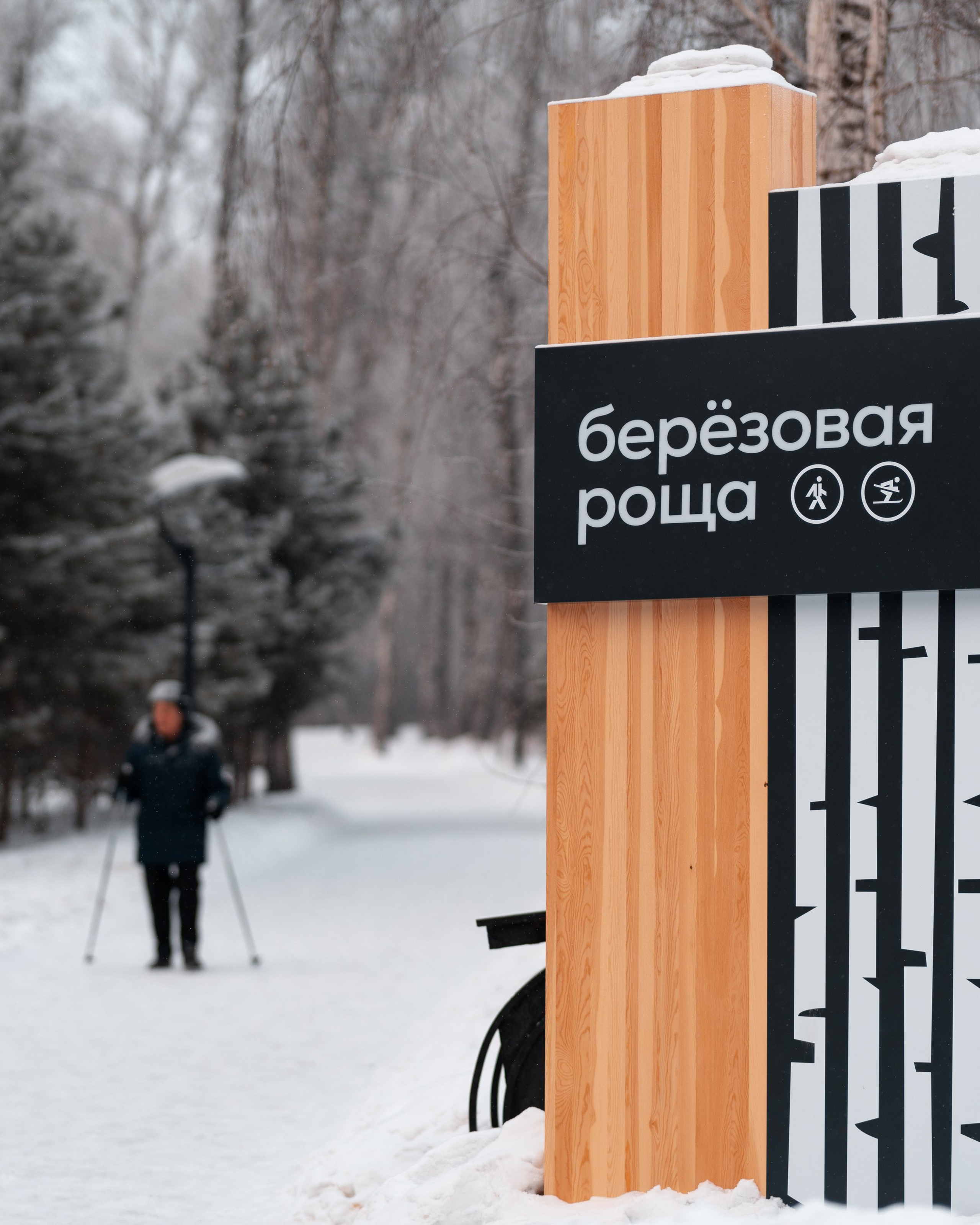 Берёзовая роща в Красноярске