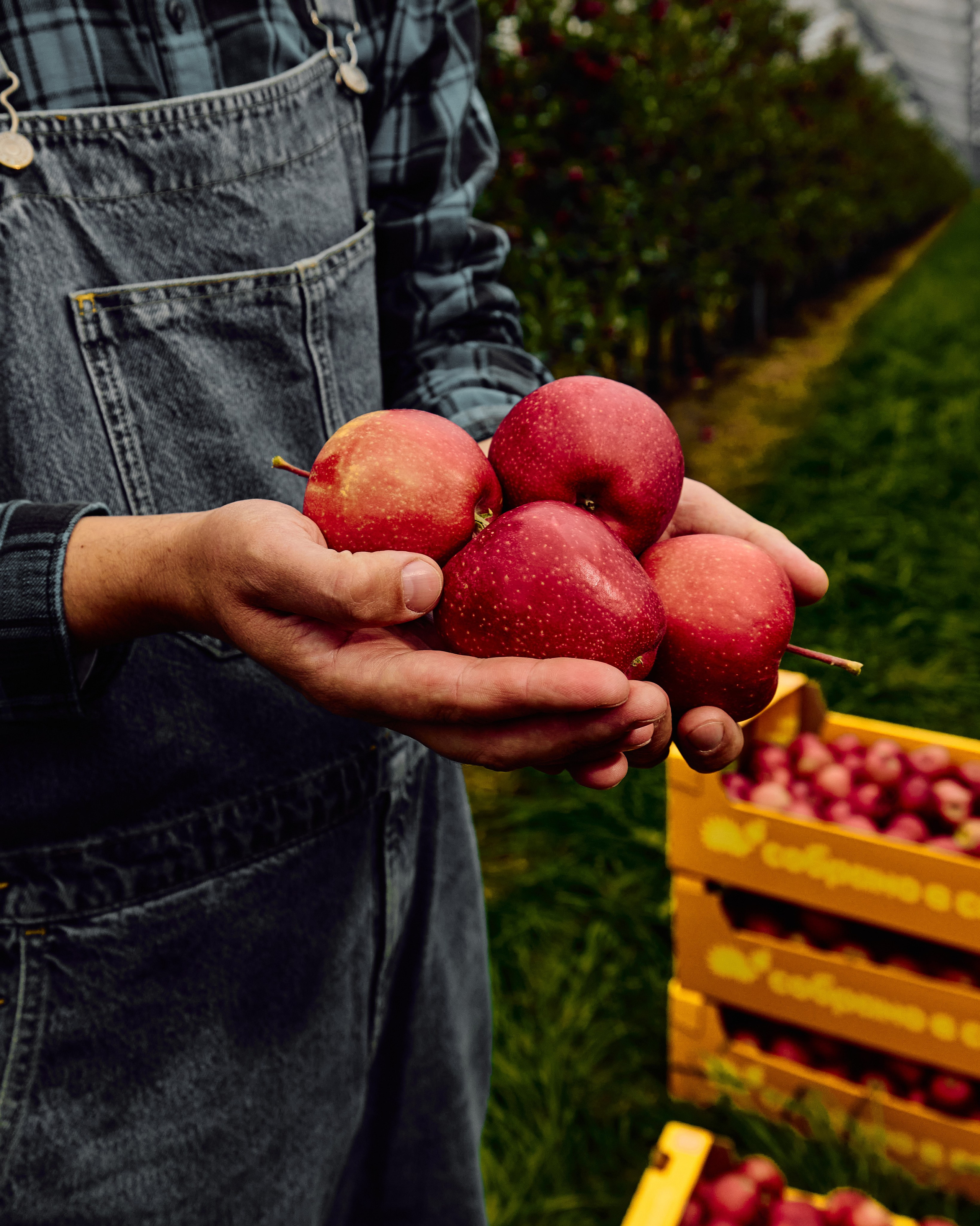 Собрано в саду