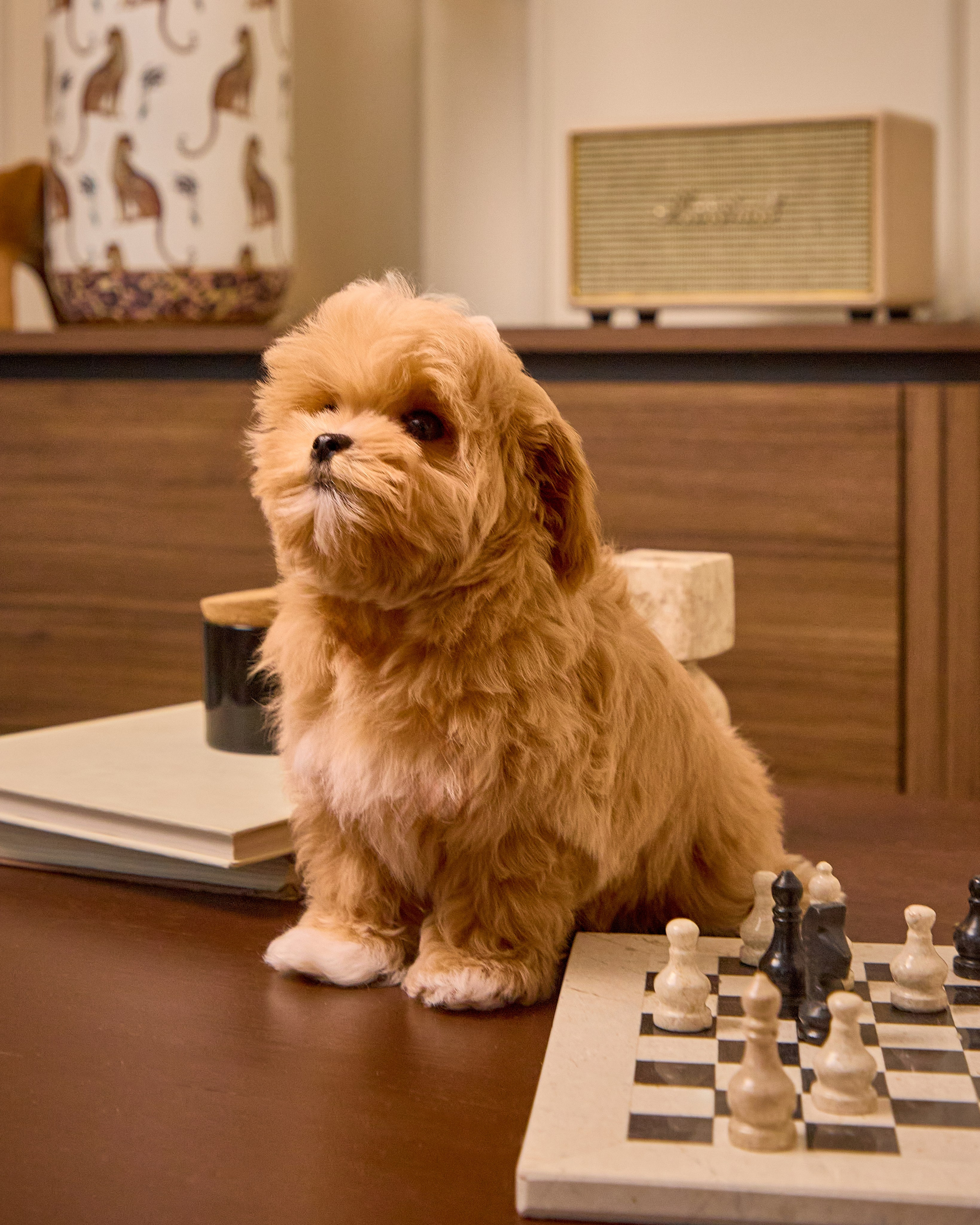 Dogs Maltipu commercial shoot