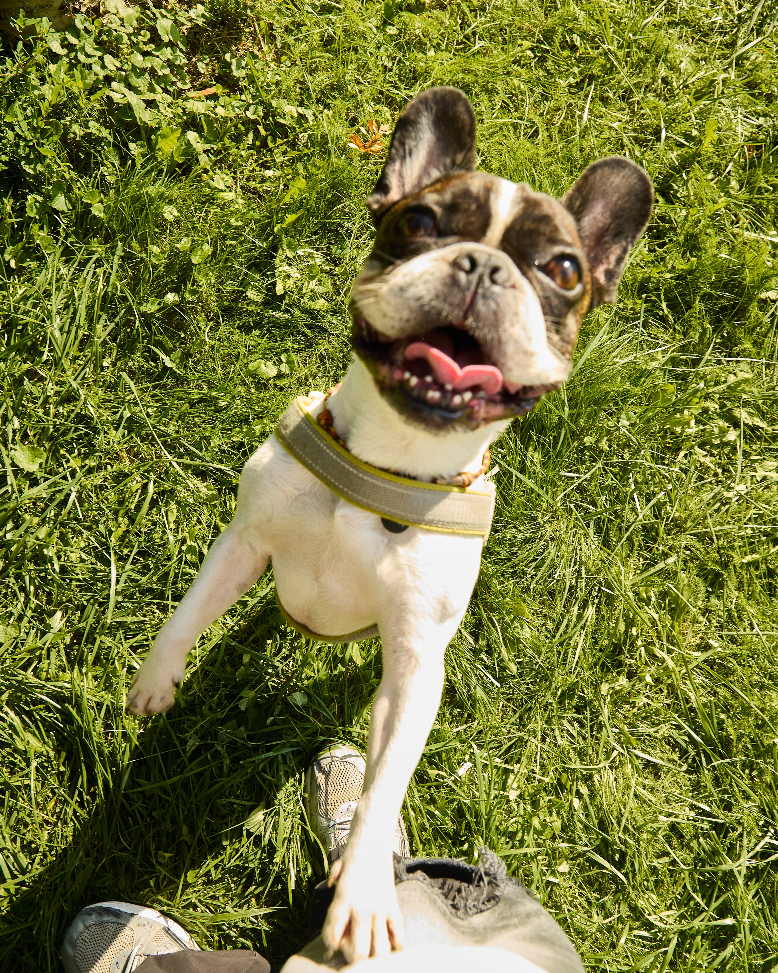 День защиты Питомцев х ТАСС х Союз ветеринаров