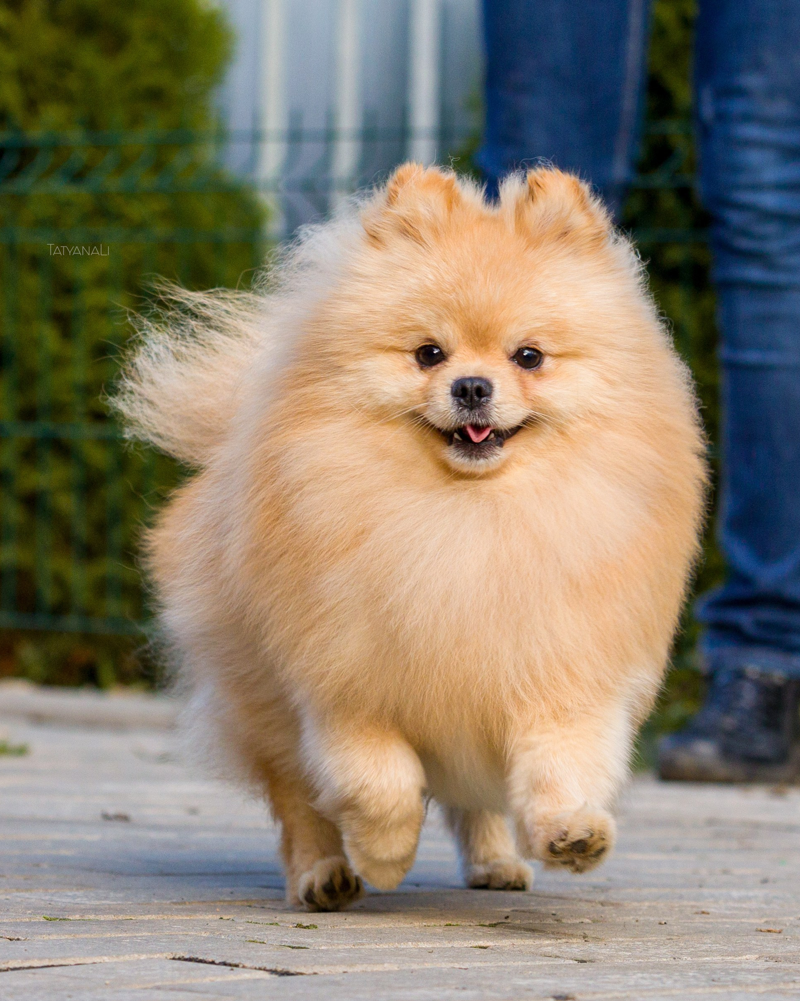 немецкий шпиц миниатюрный