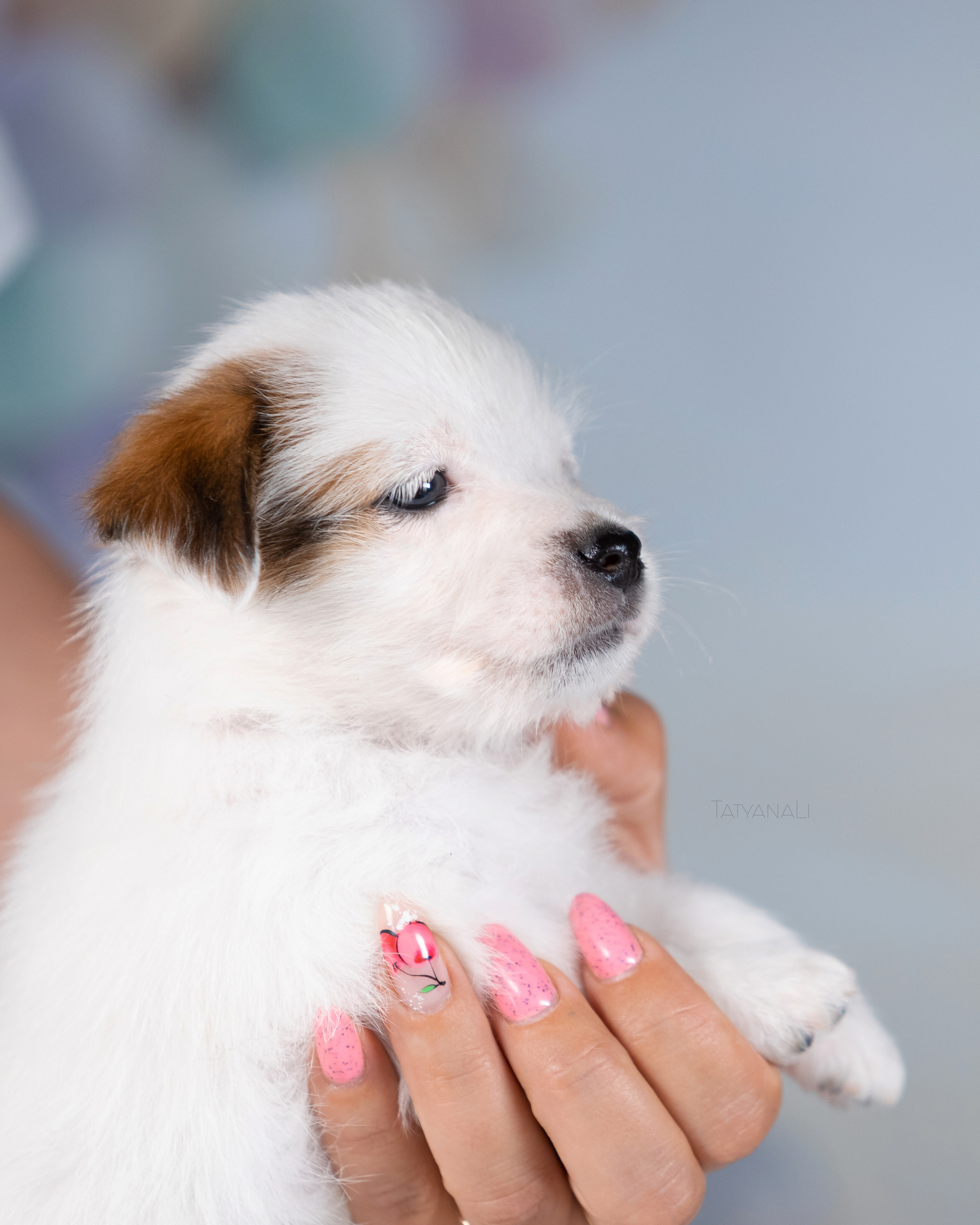 Джек-рассел-терьер