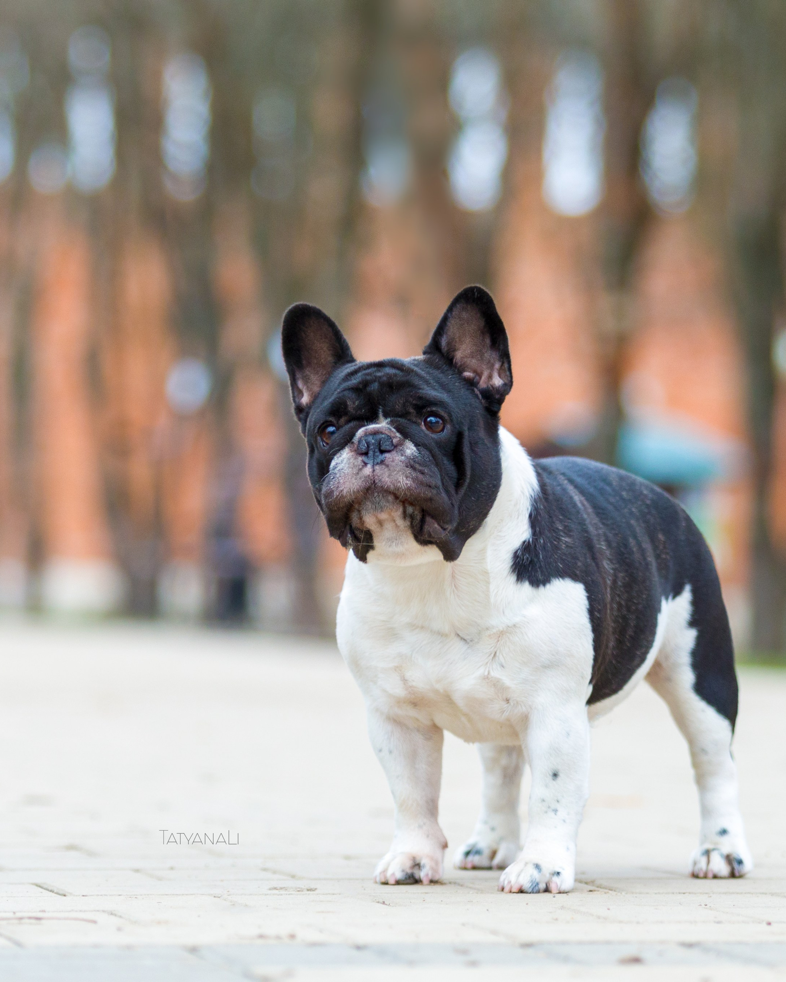 французкий бульдог