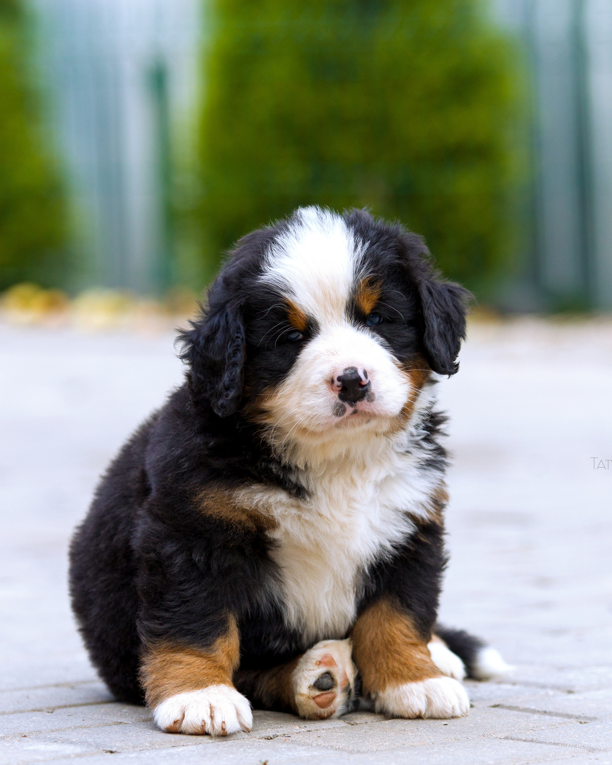 Бернский зенненхунд