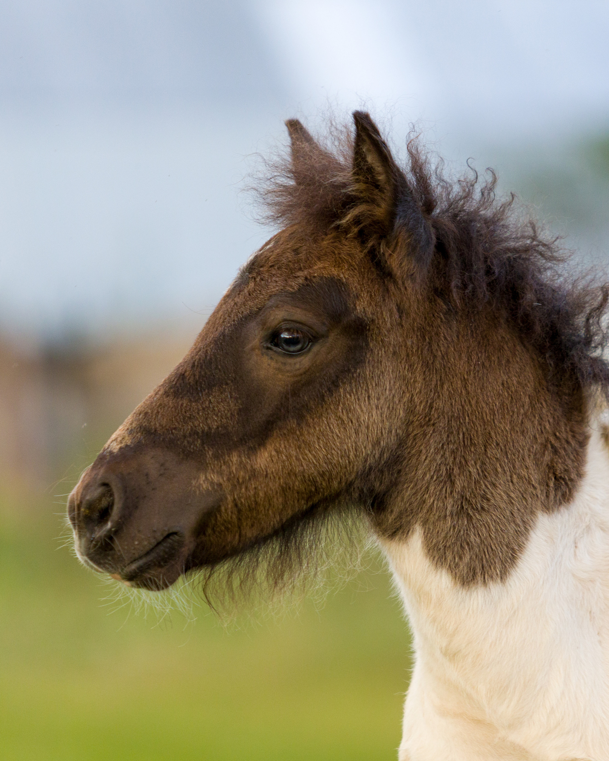 Пони и кони