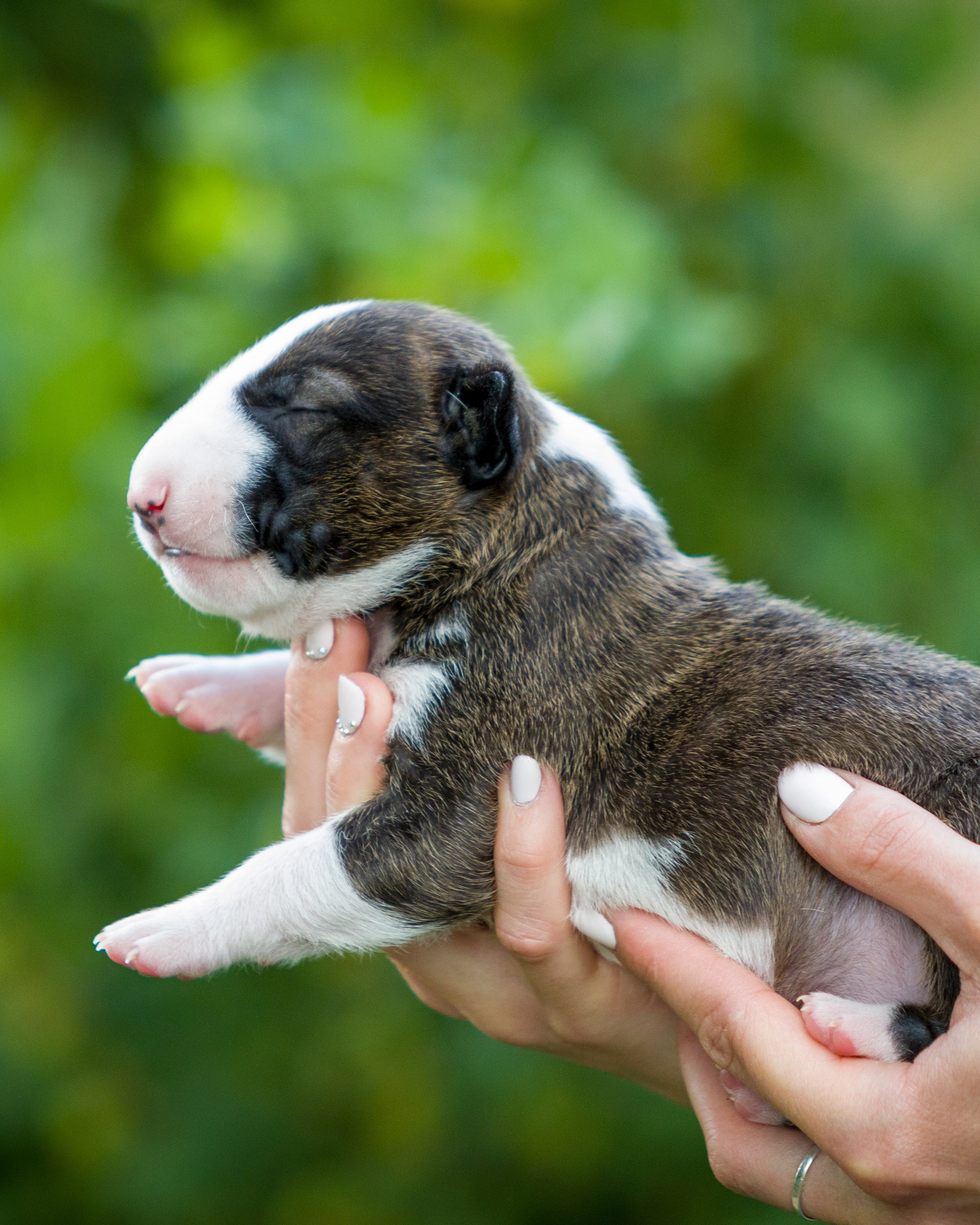 стандартный бультерьер