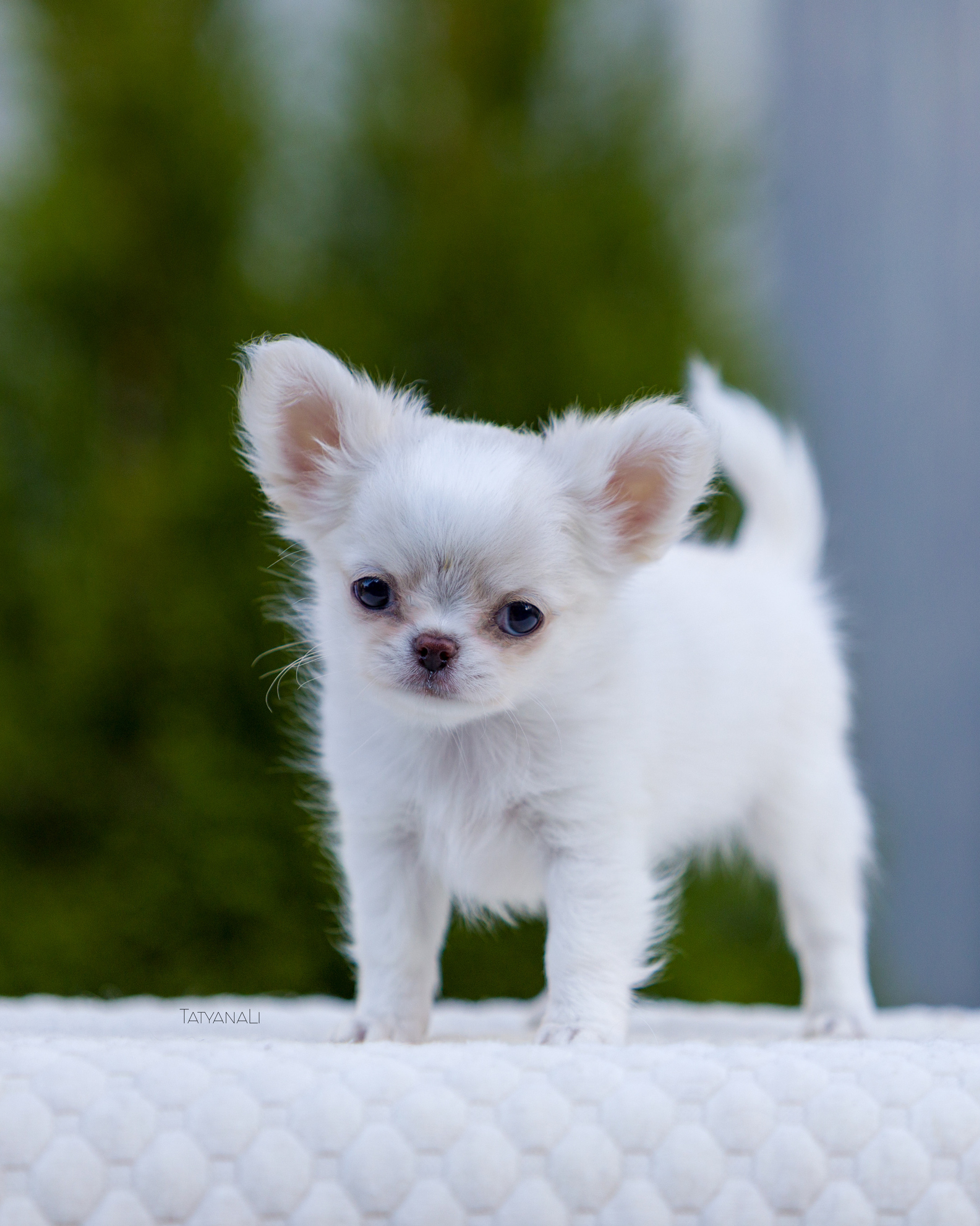 чихуахуа дш