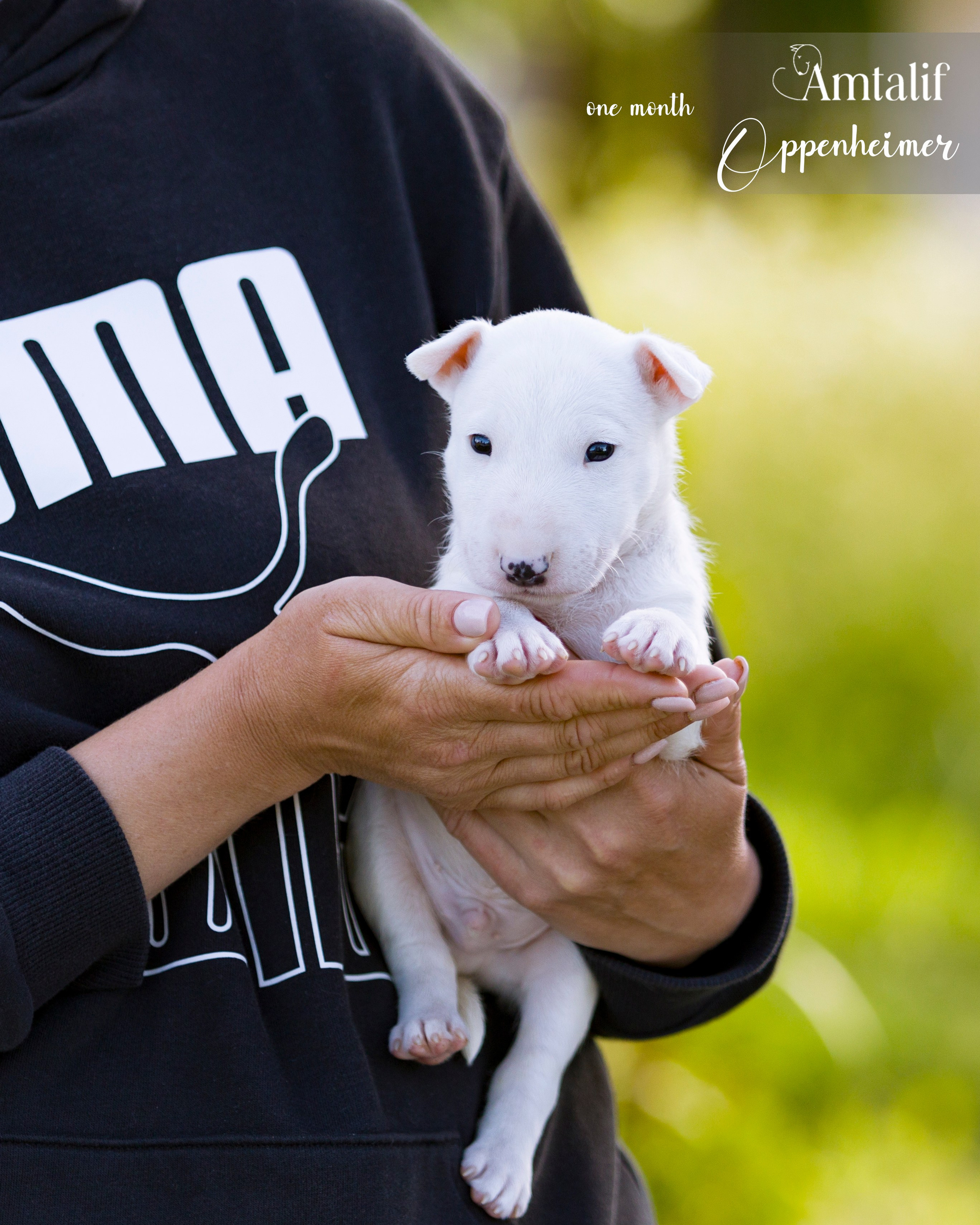 Миниатюрный бультерьер