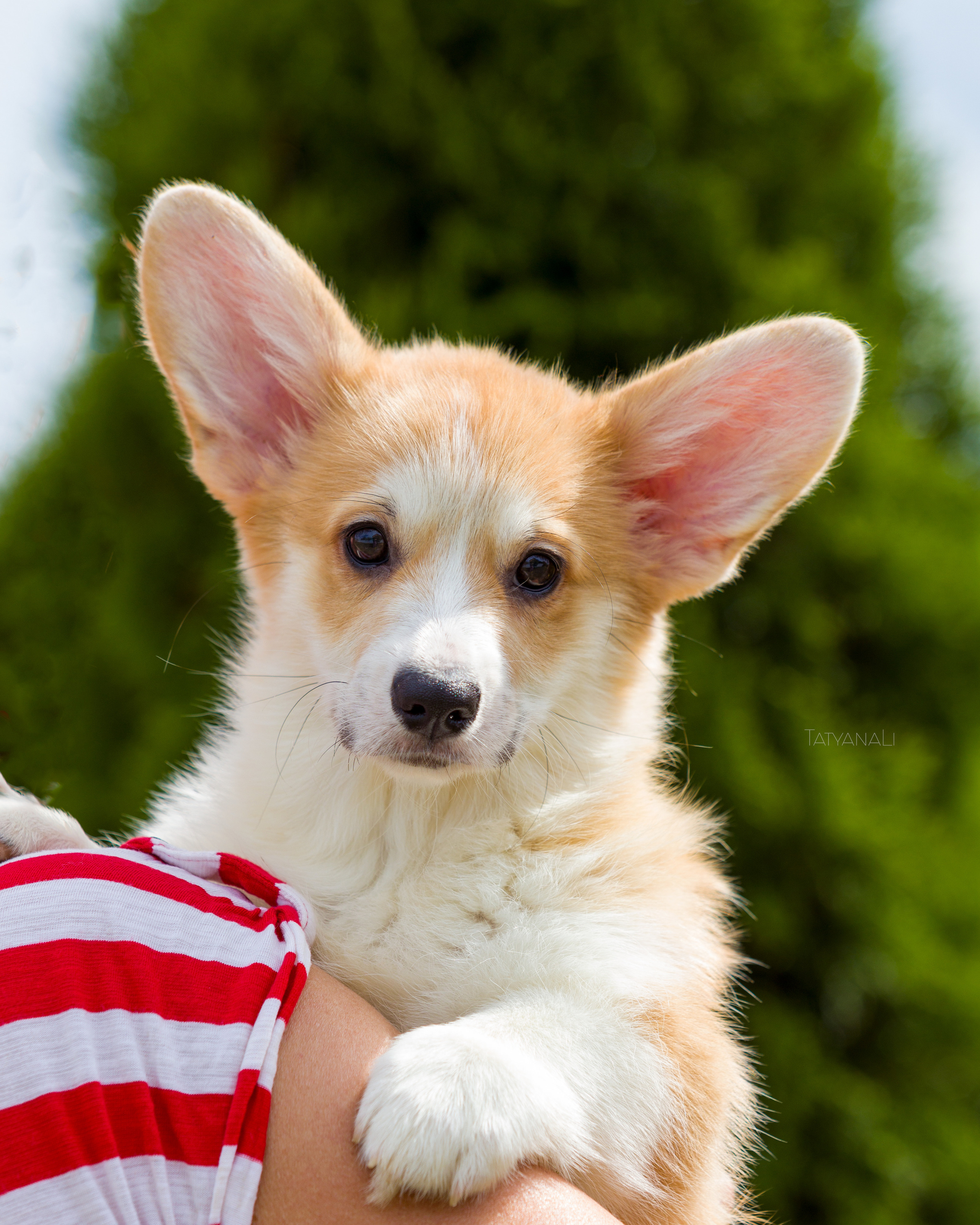 Вельш-корги пемброк