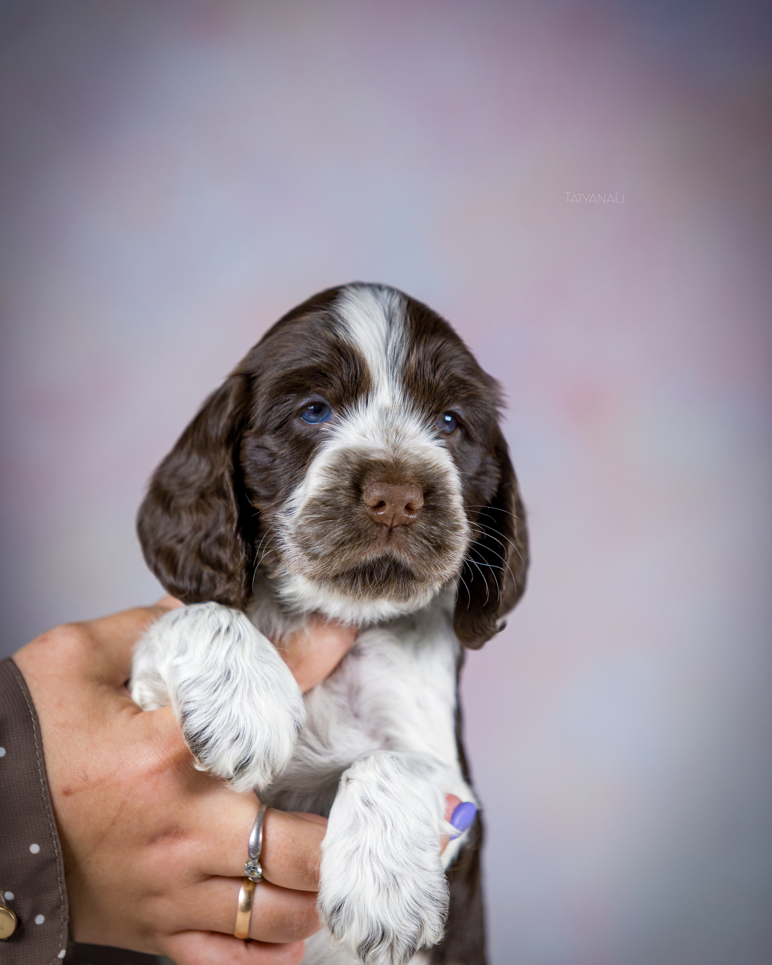 Английский кокер-спаниель