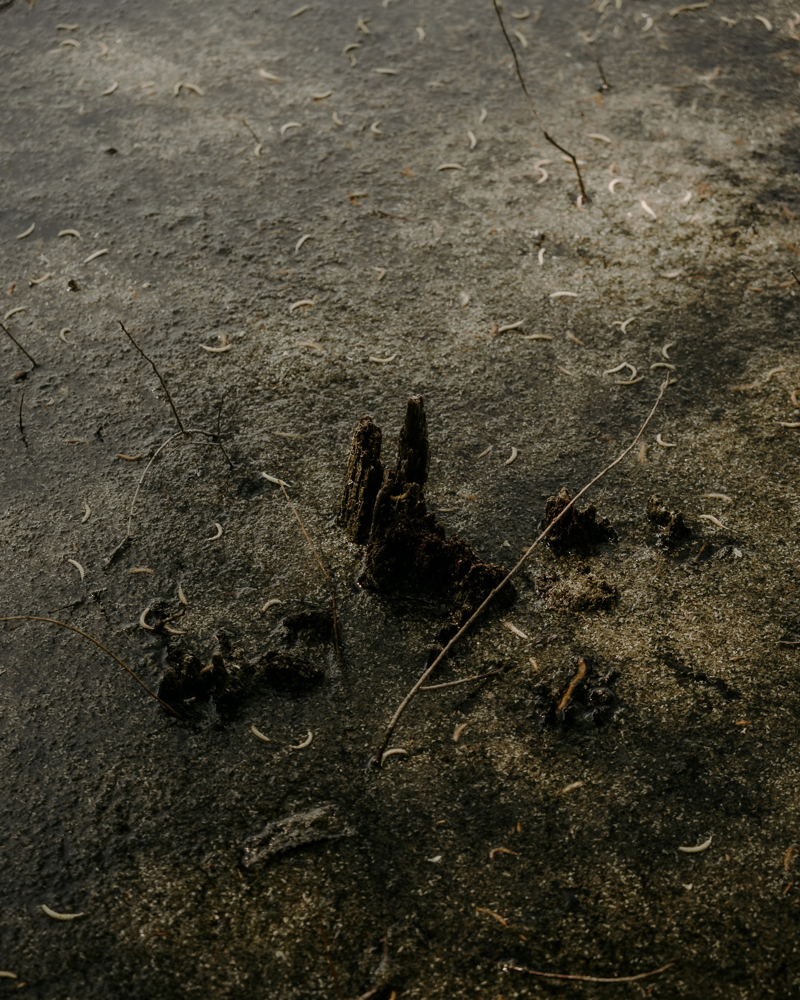 Загородный парк