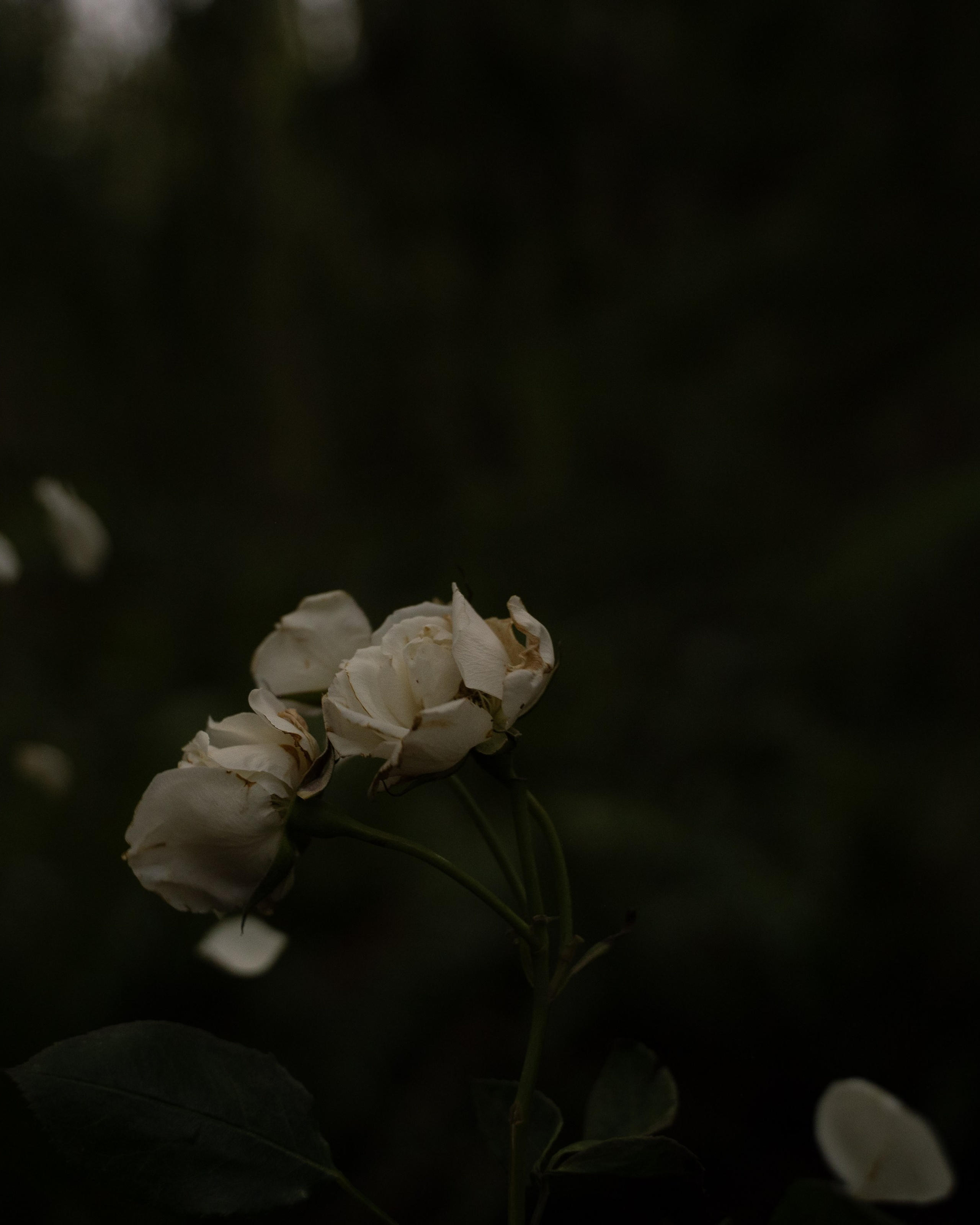 a midsummer night’s dream [magic flower]