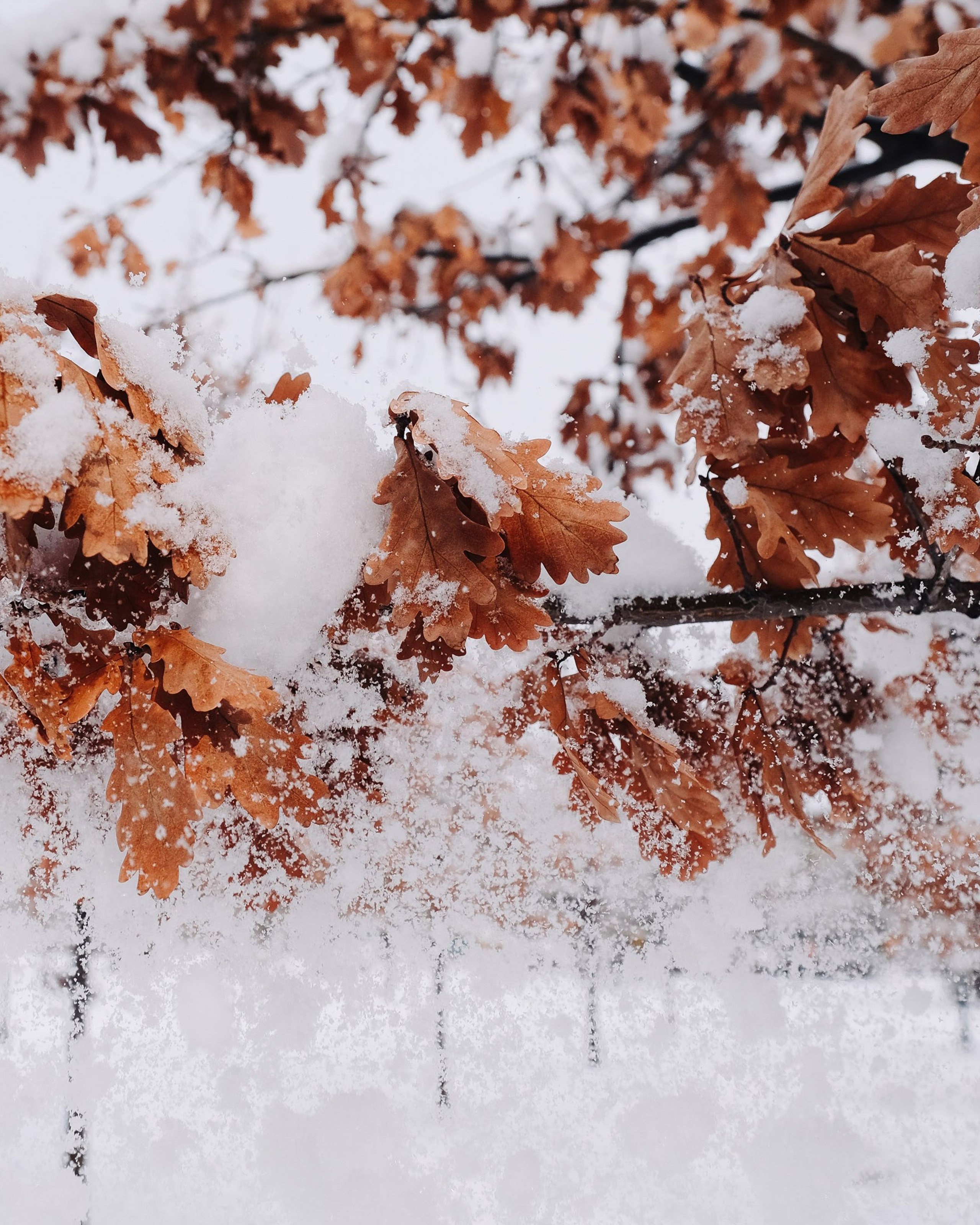 Театральный парк. Зима