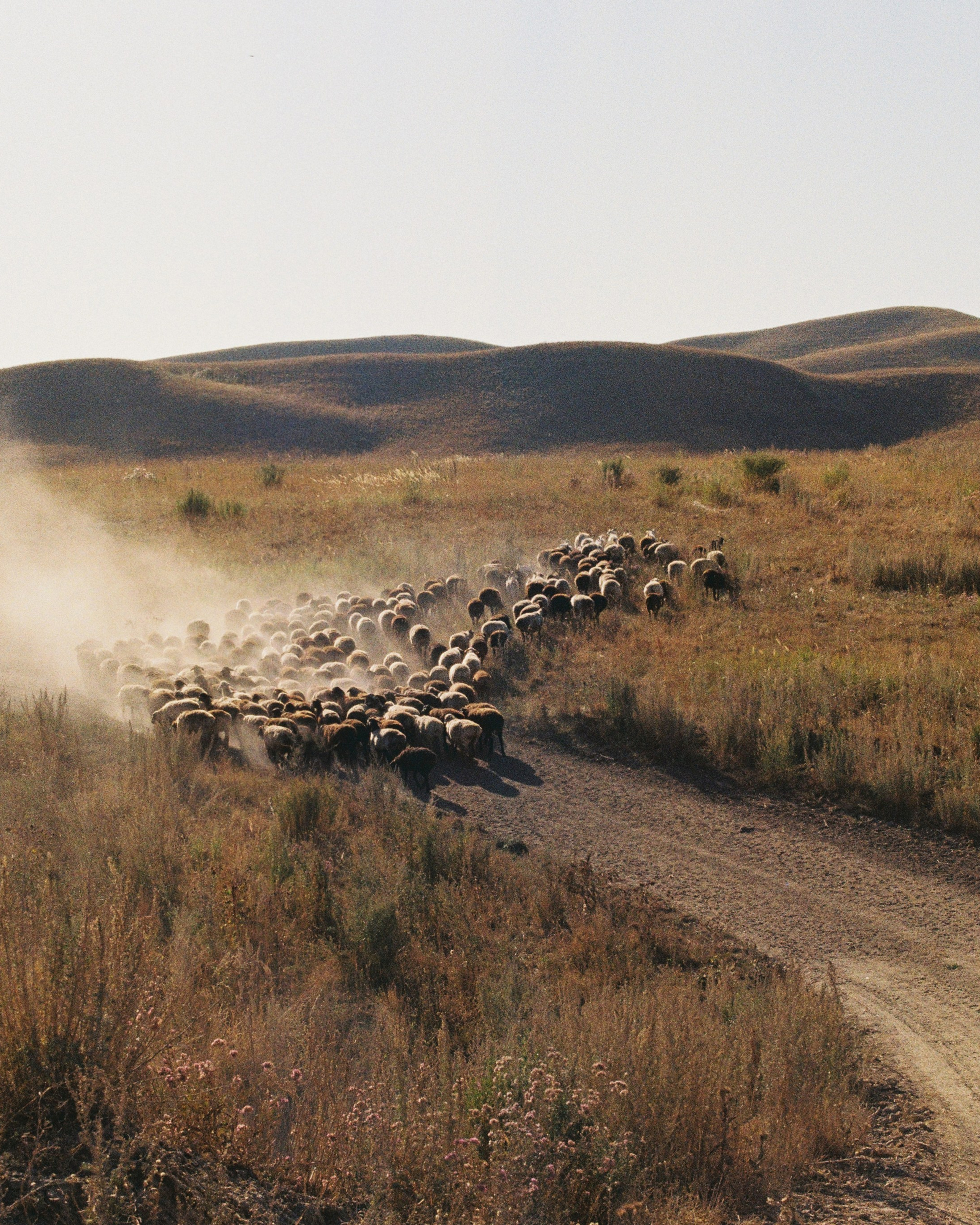 2025 — Путешествия на плёнку