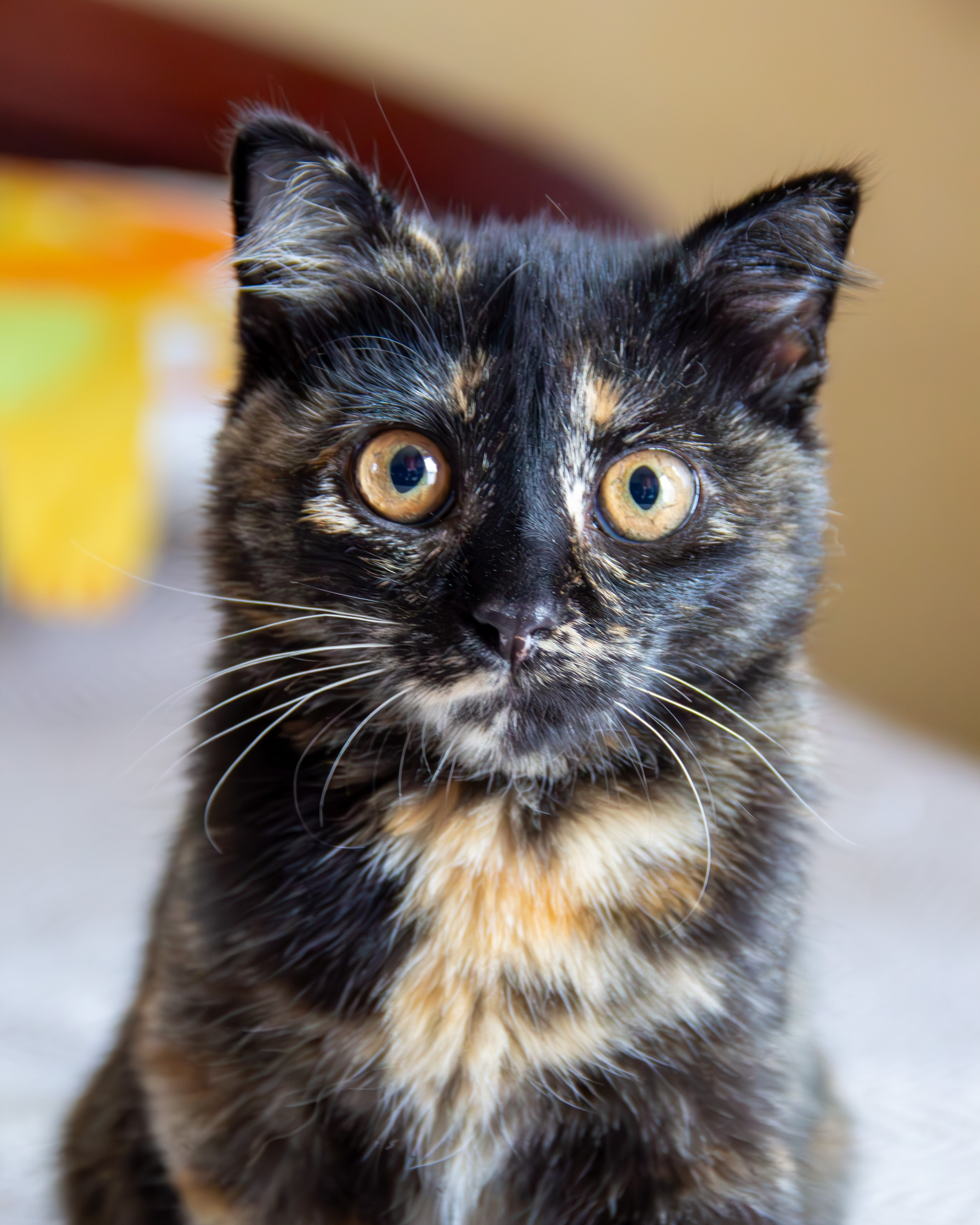 Котёнок Соня