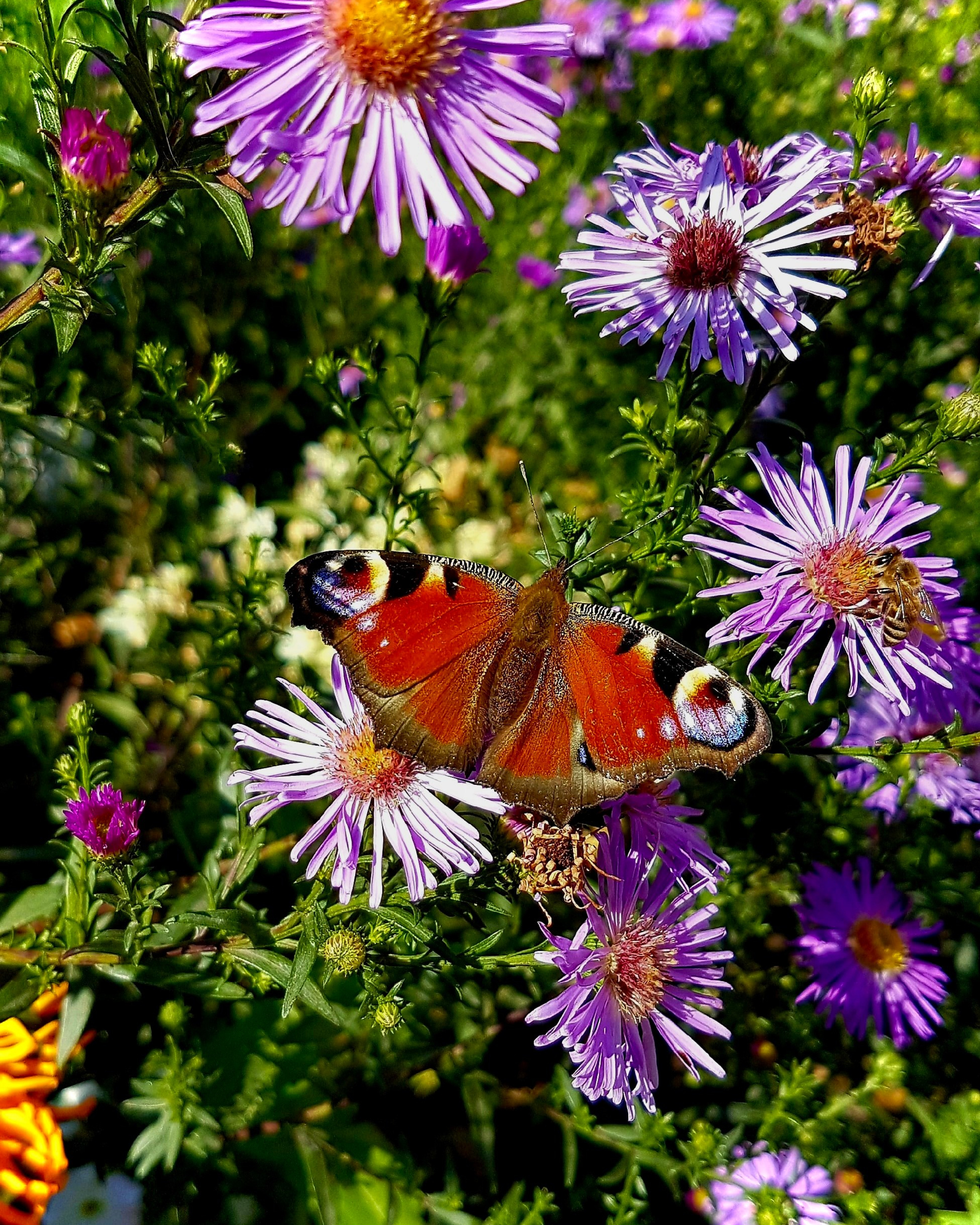 Природное окружение