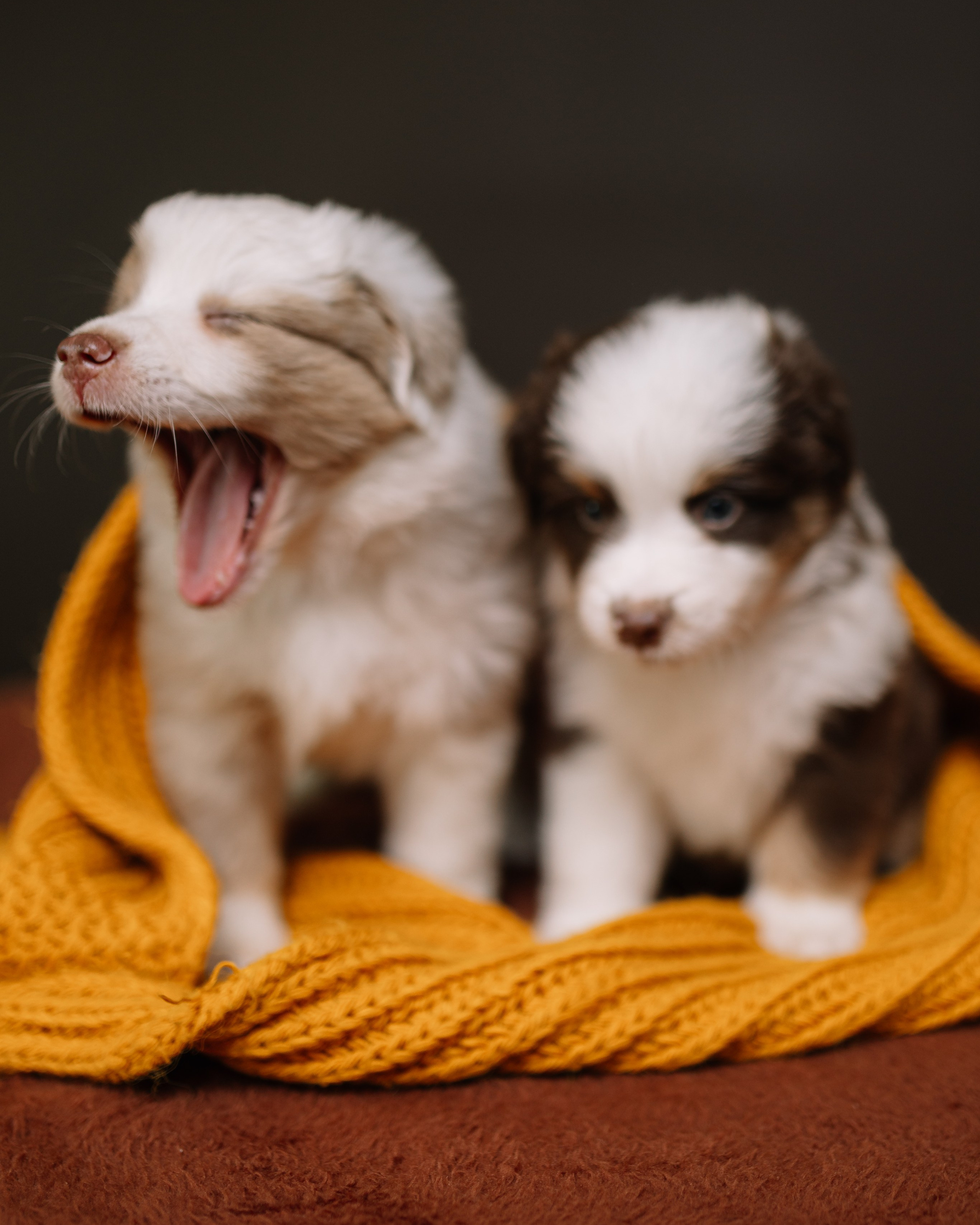 Щенки Миниатюрной американской овчарки. В студии